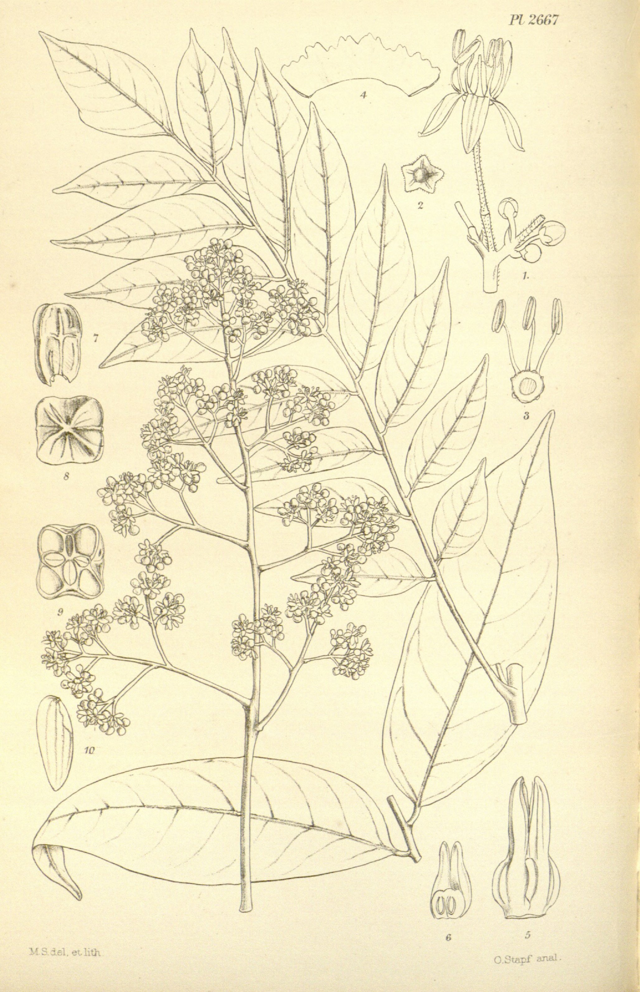 no full size  illustration available (3a)