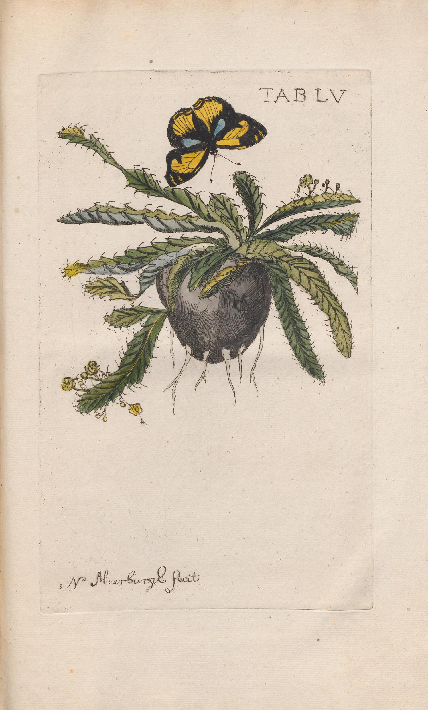 no full size  illustration available (3a)