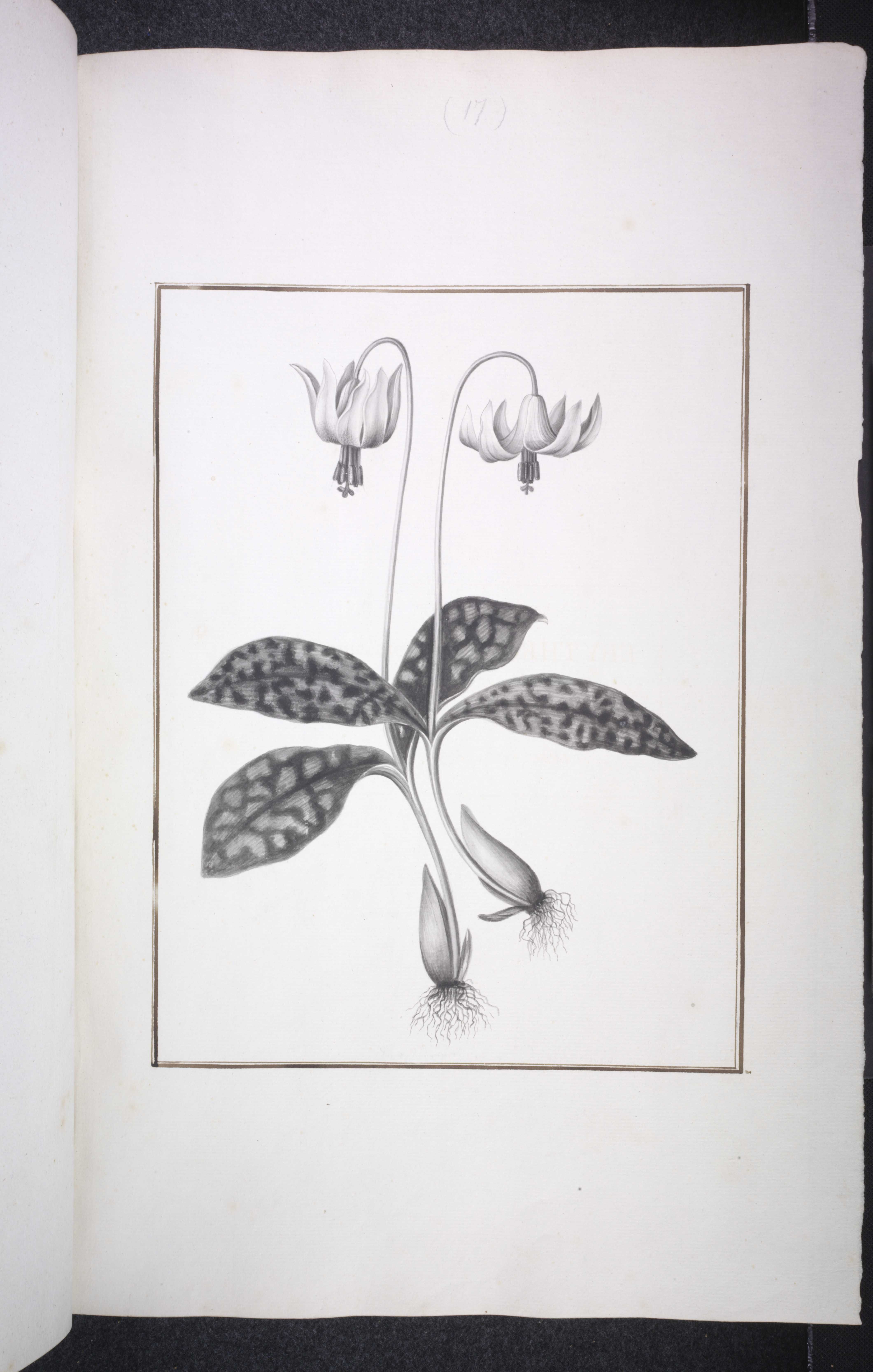 no full size  illustration available (3a)