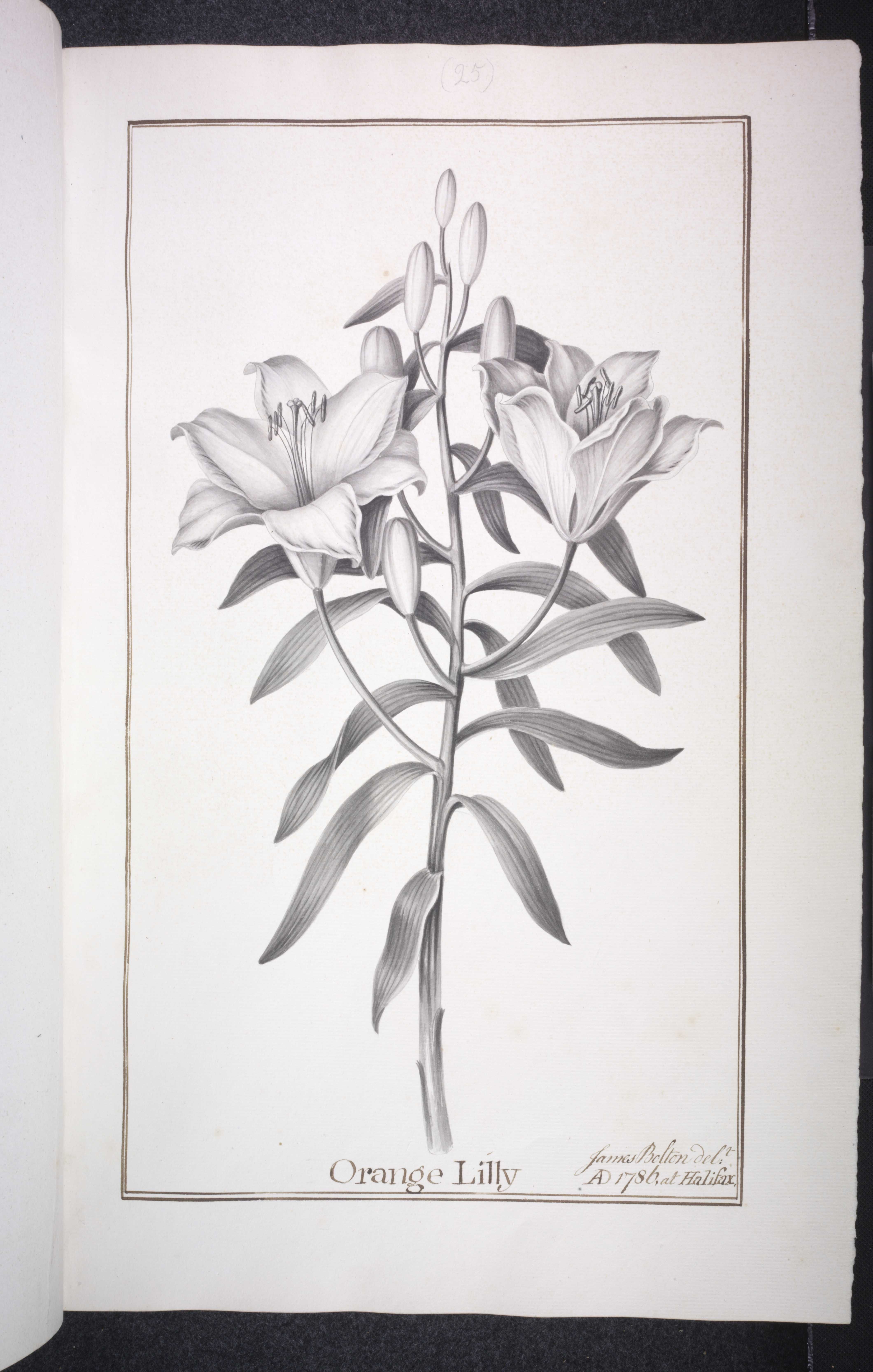 no full size  illustration available (3a)