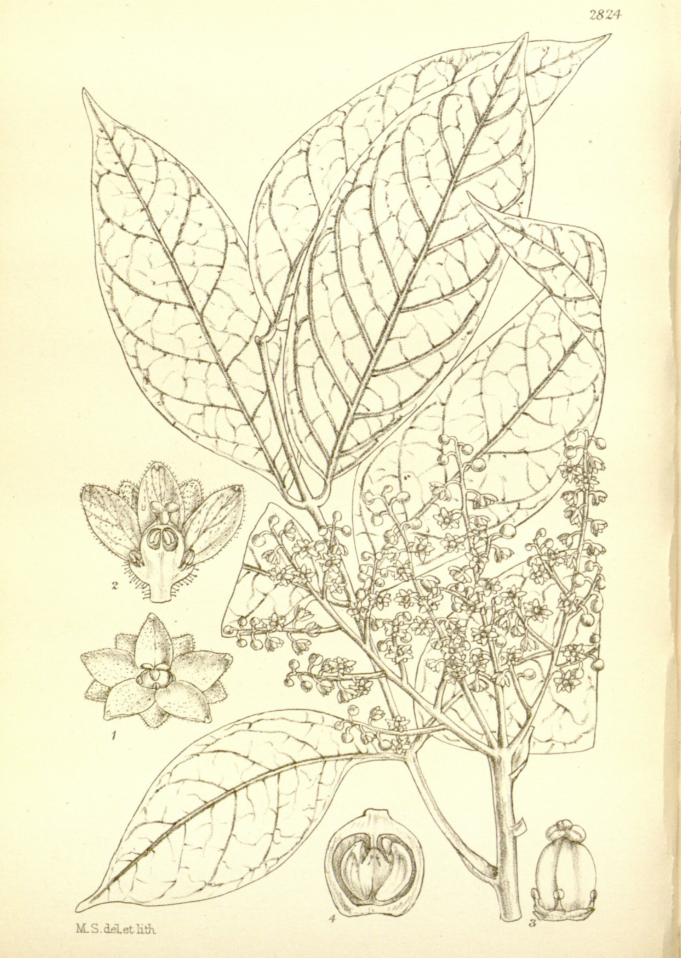 no full size  illustration available (3a)