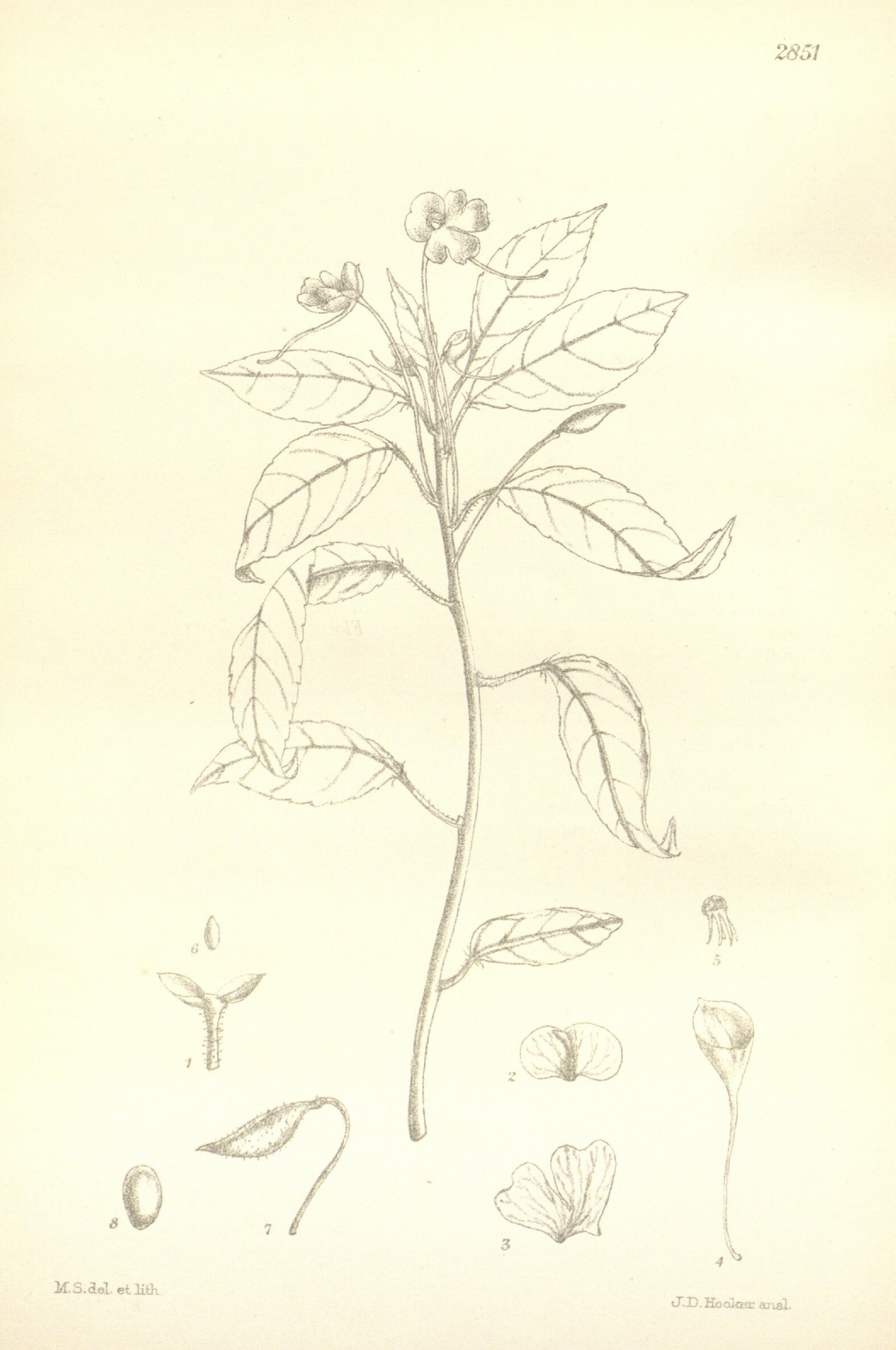 no full size  illustration available (3a)