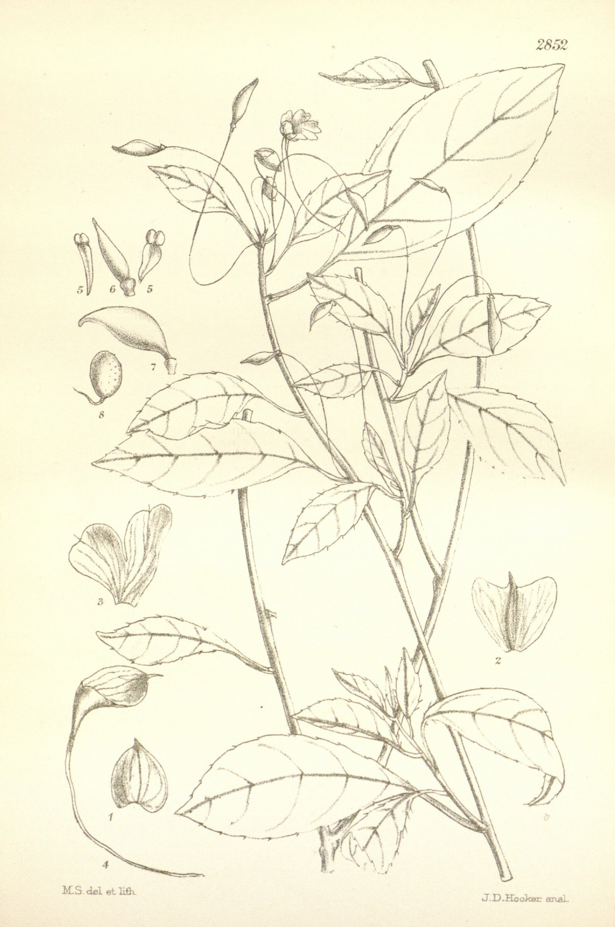 no full size  illustration available (3a)