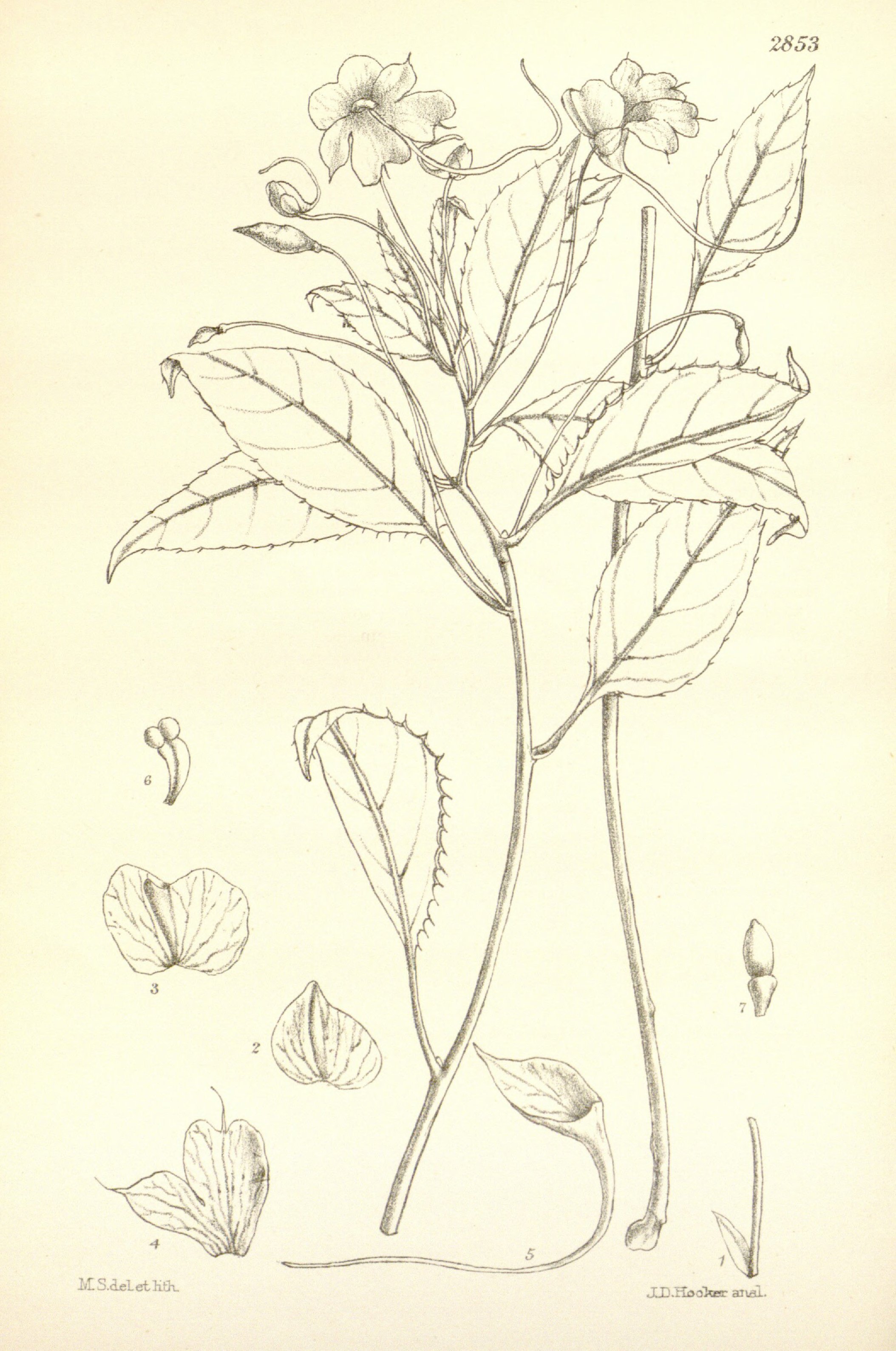 no full size  illustration available (3a)