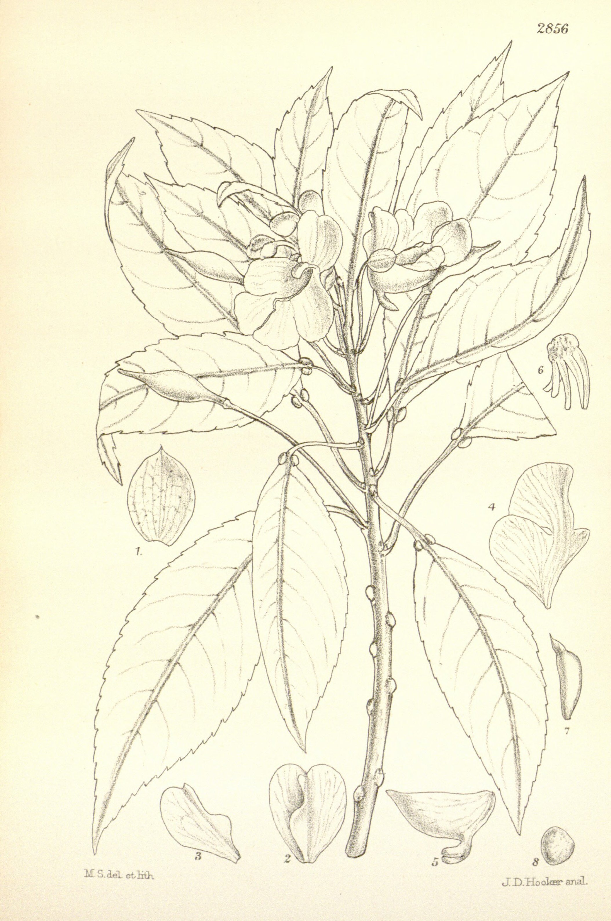 no full size  illustration available (3a)