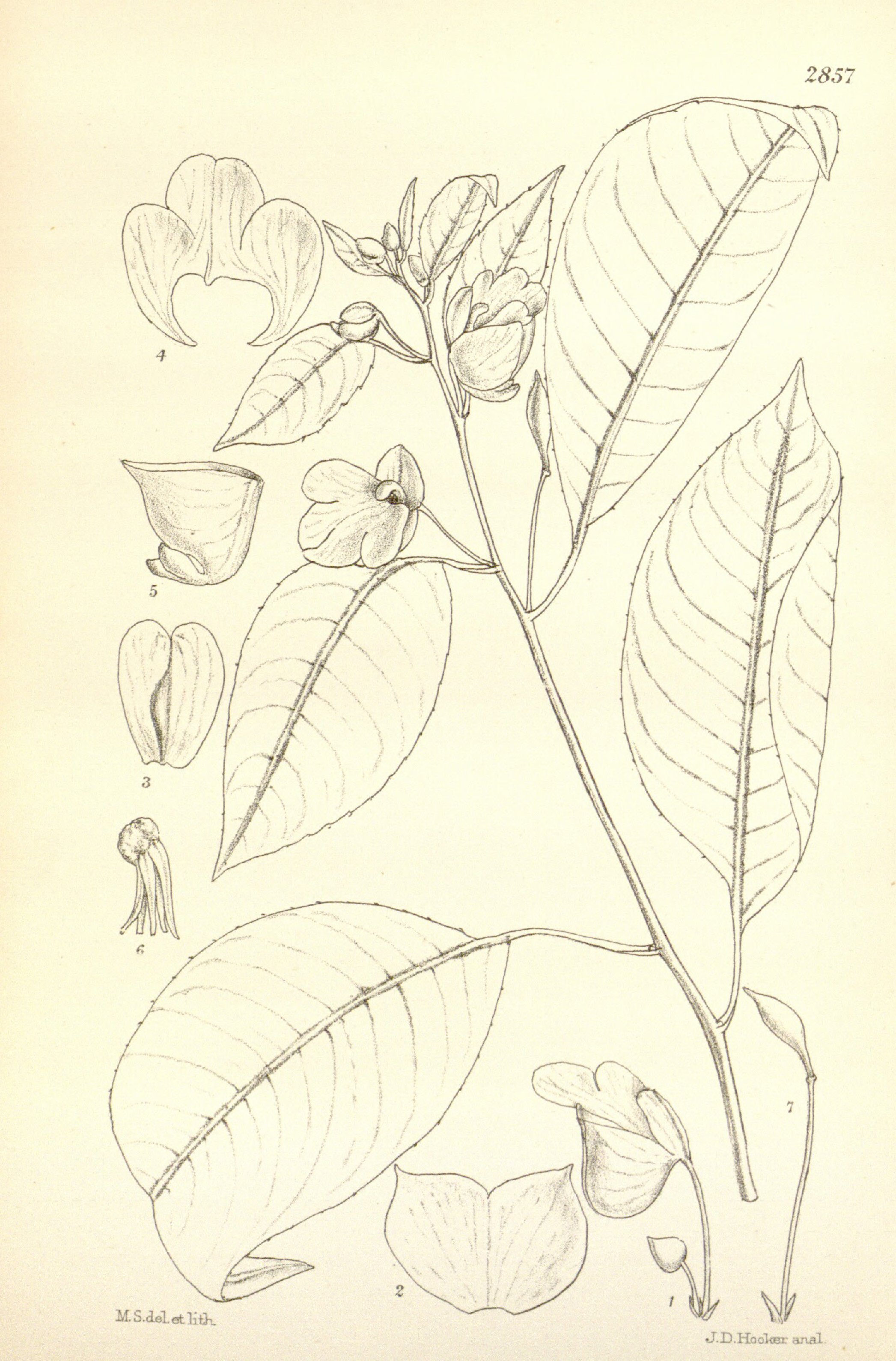 no full size  illustration available (3a)