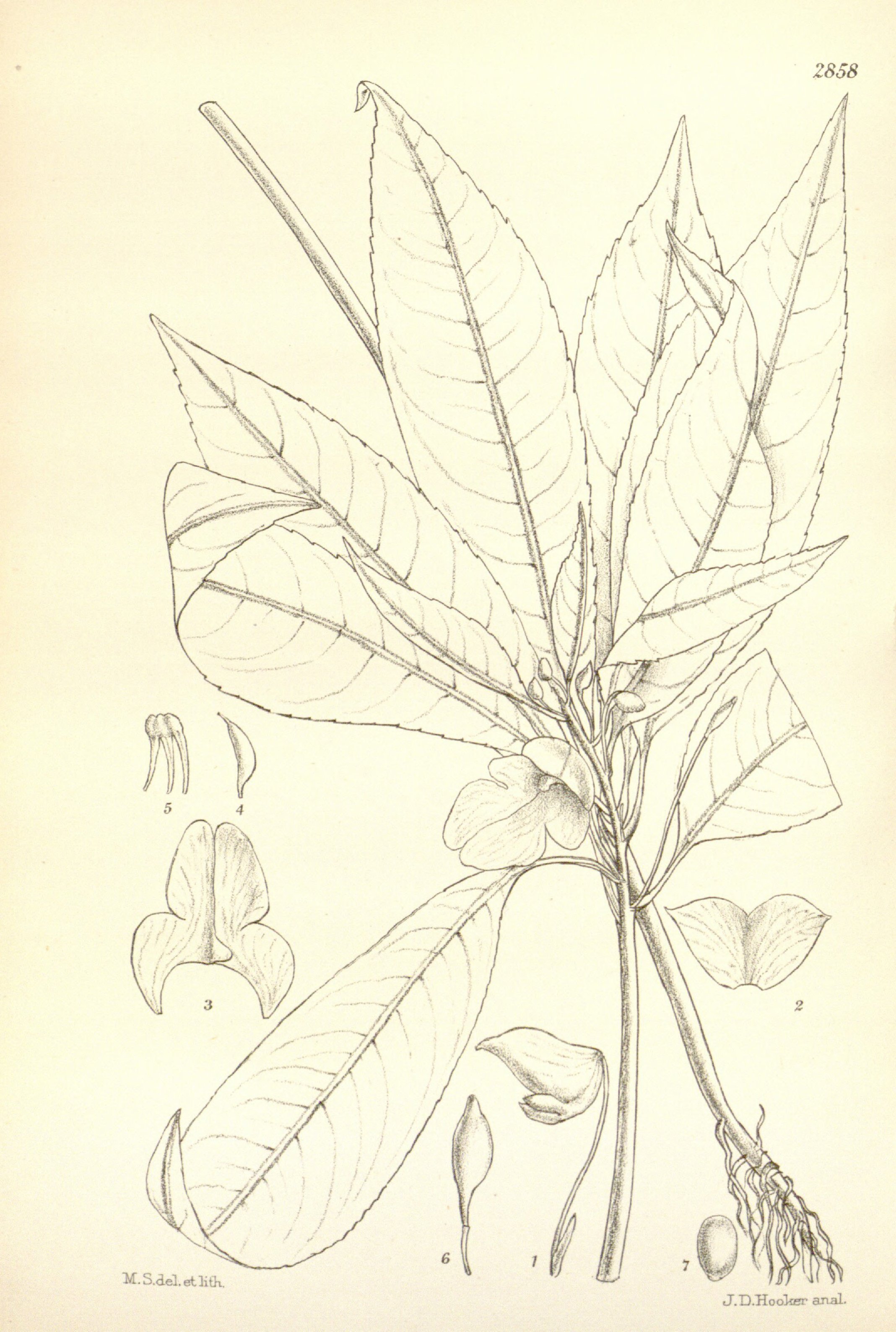 no full size  illustration available (3a)