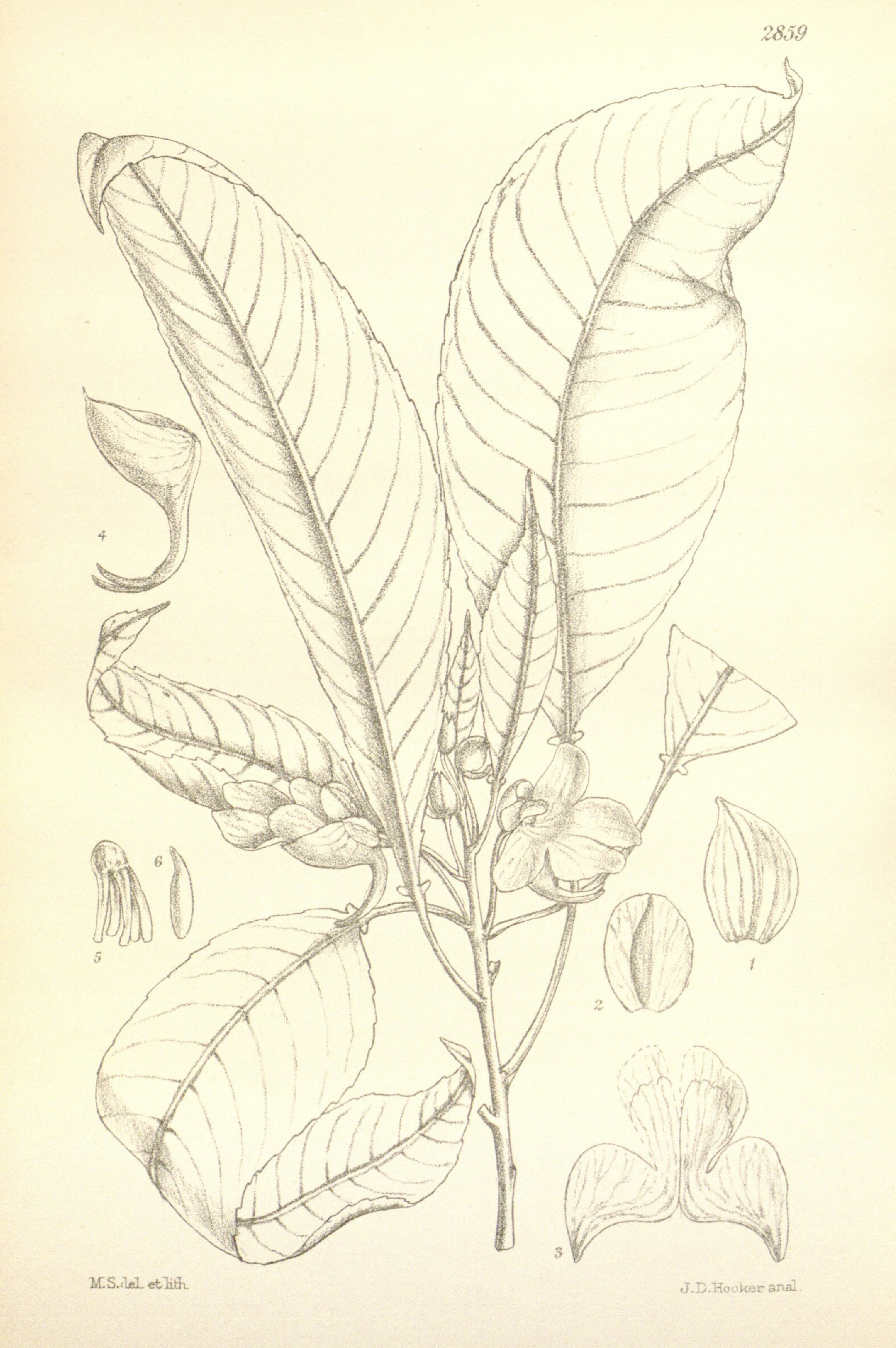 no full size  illustration available (3a)