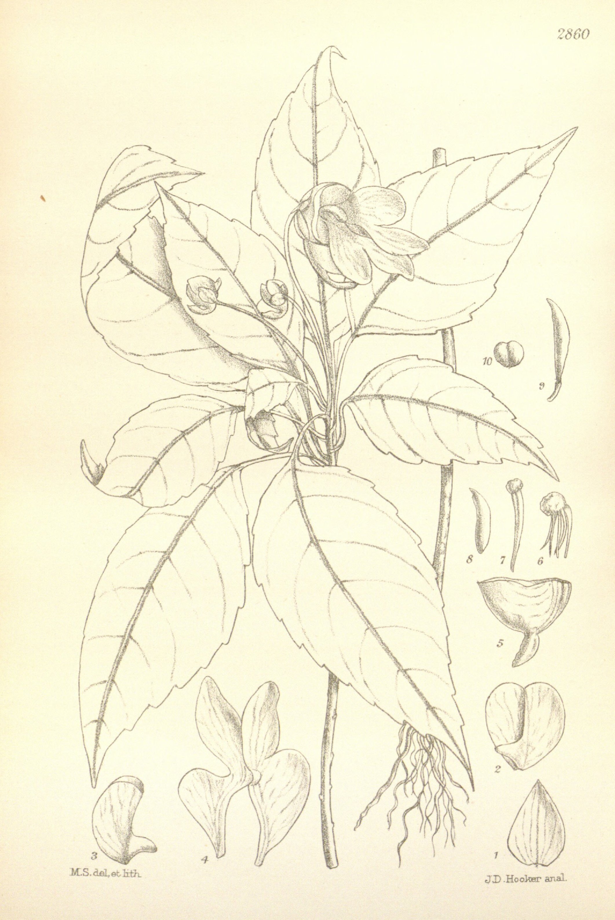 no full size  illustration available (3a)