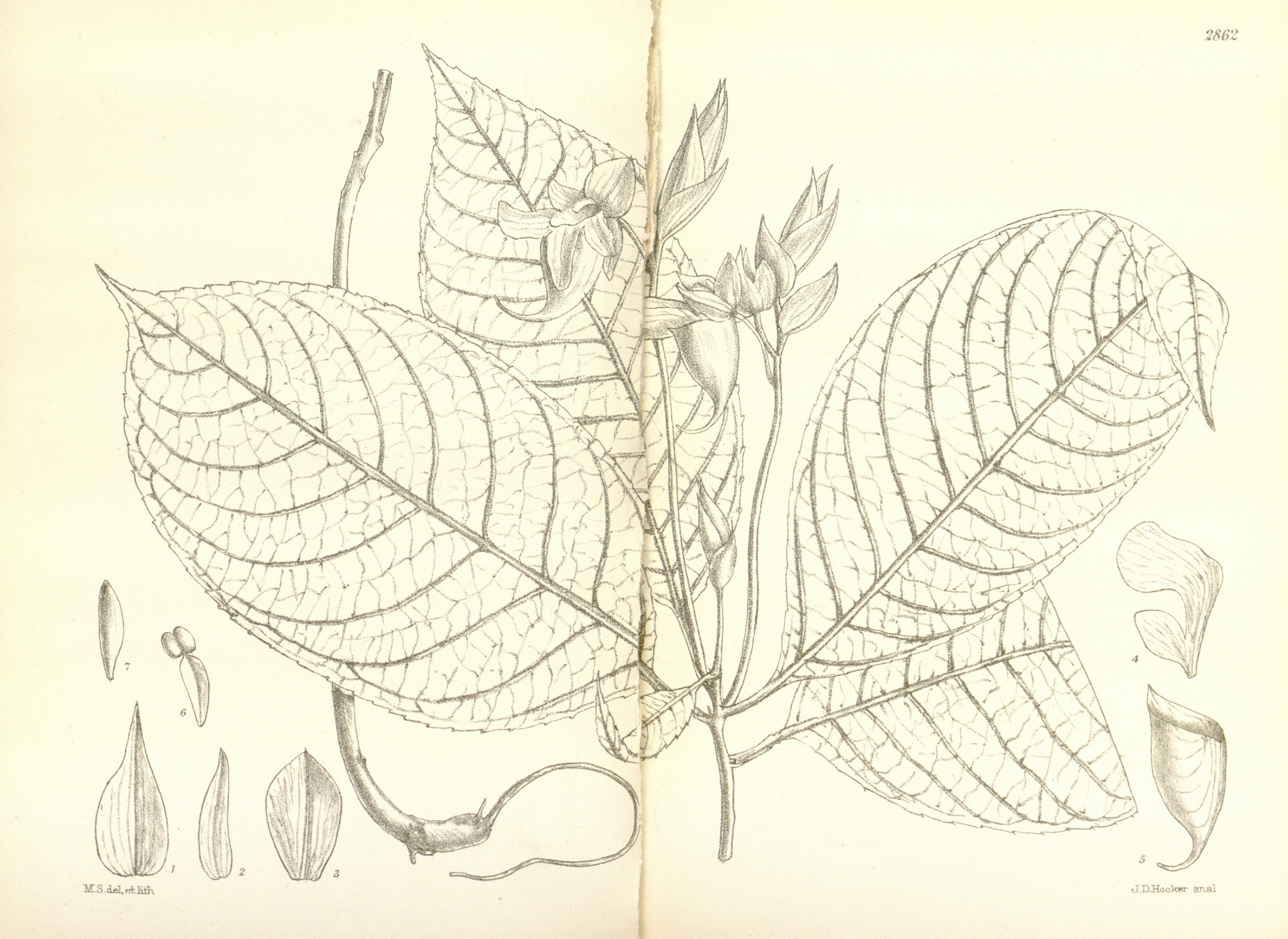 no full size  illustration available (3a)