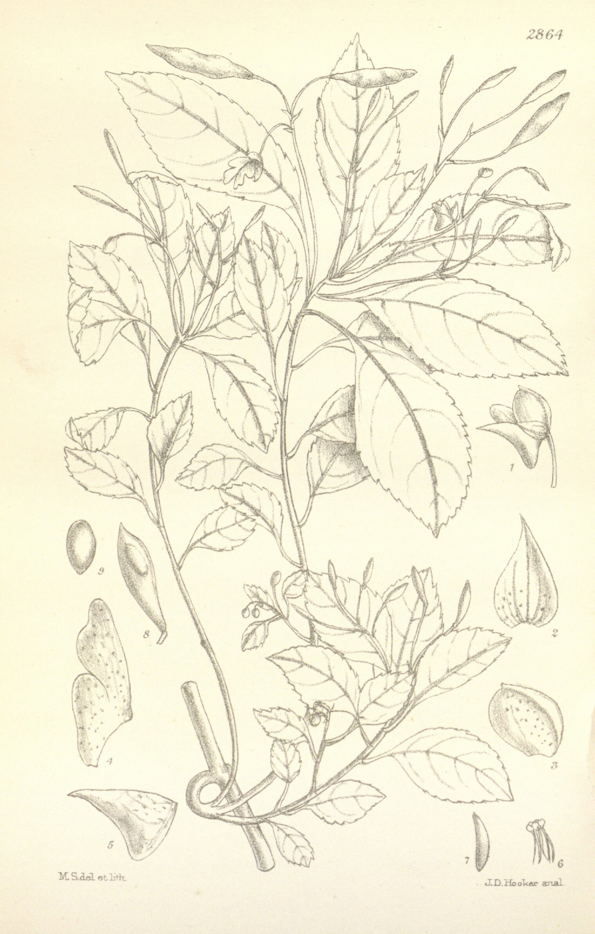 no full size  illustration available (3a)