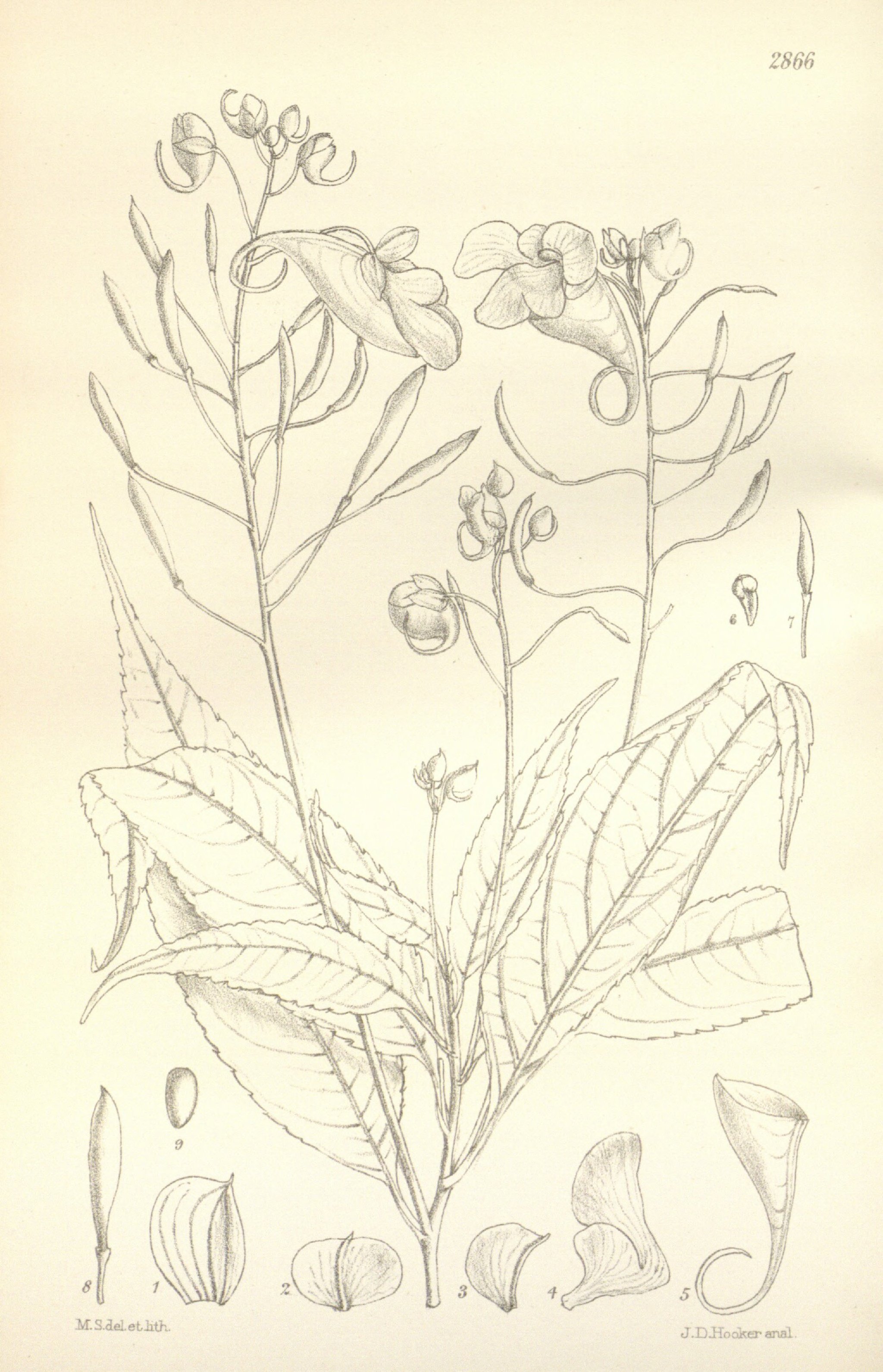 no full size  illustration available (3a)