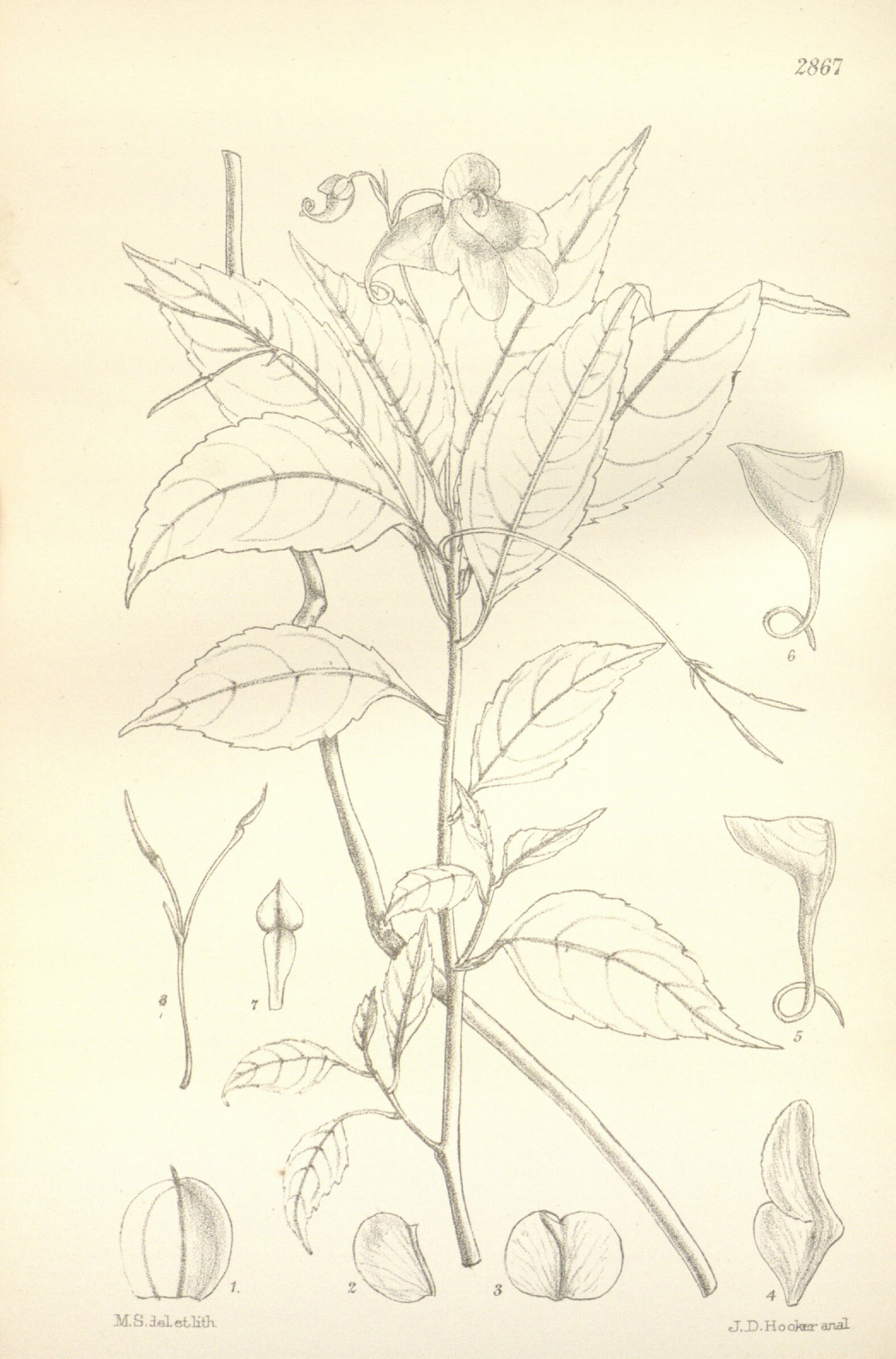 no full size  illustration available (3a)