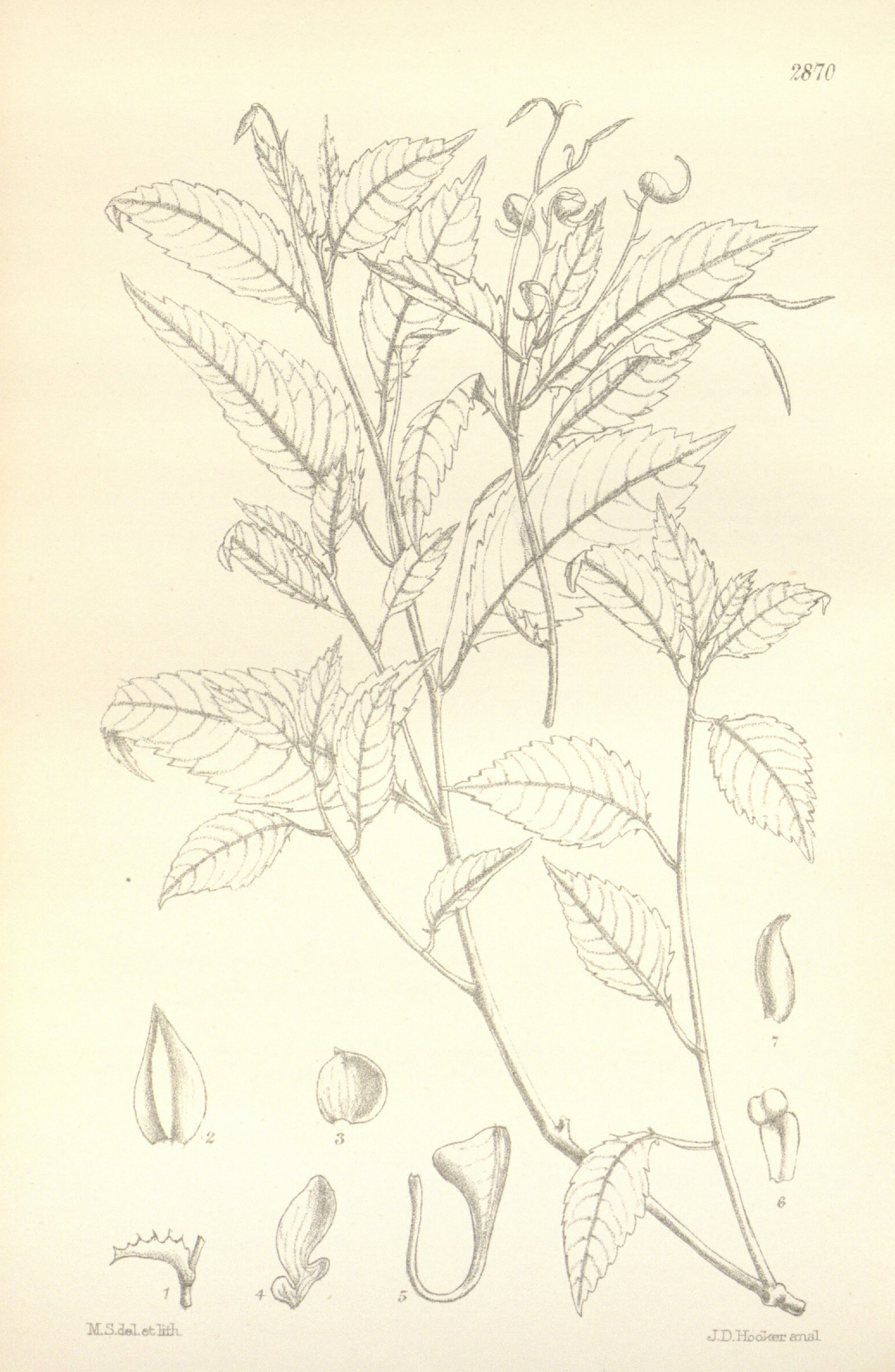 no full size  illustration available (3a)