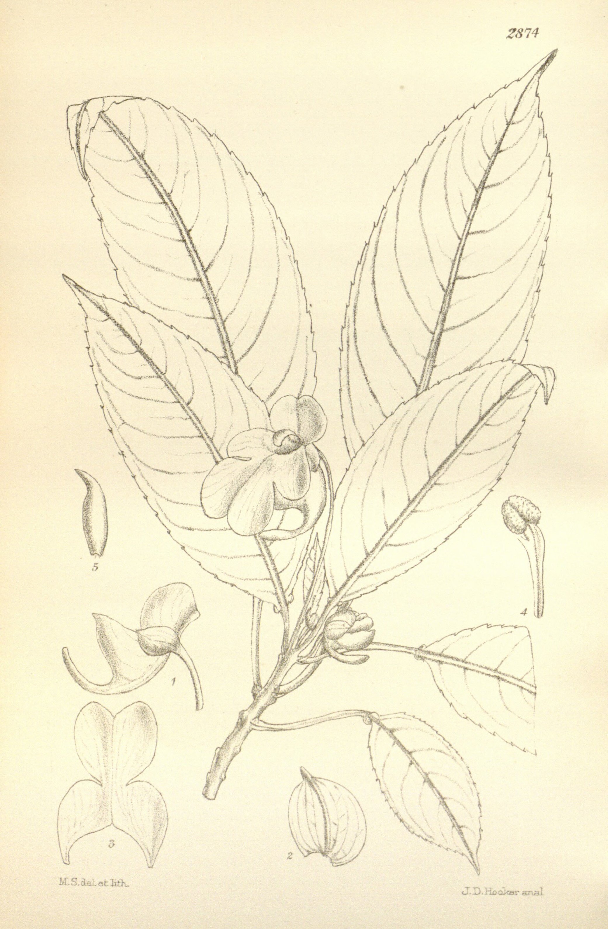 no full size  illustration available (3a)