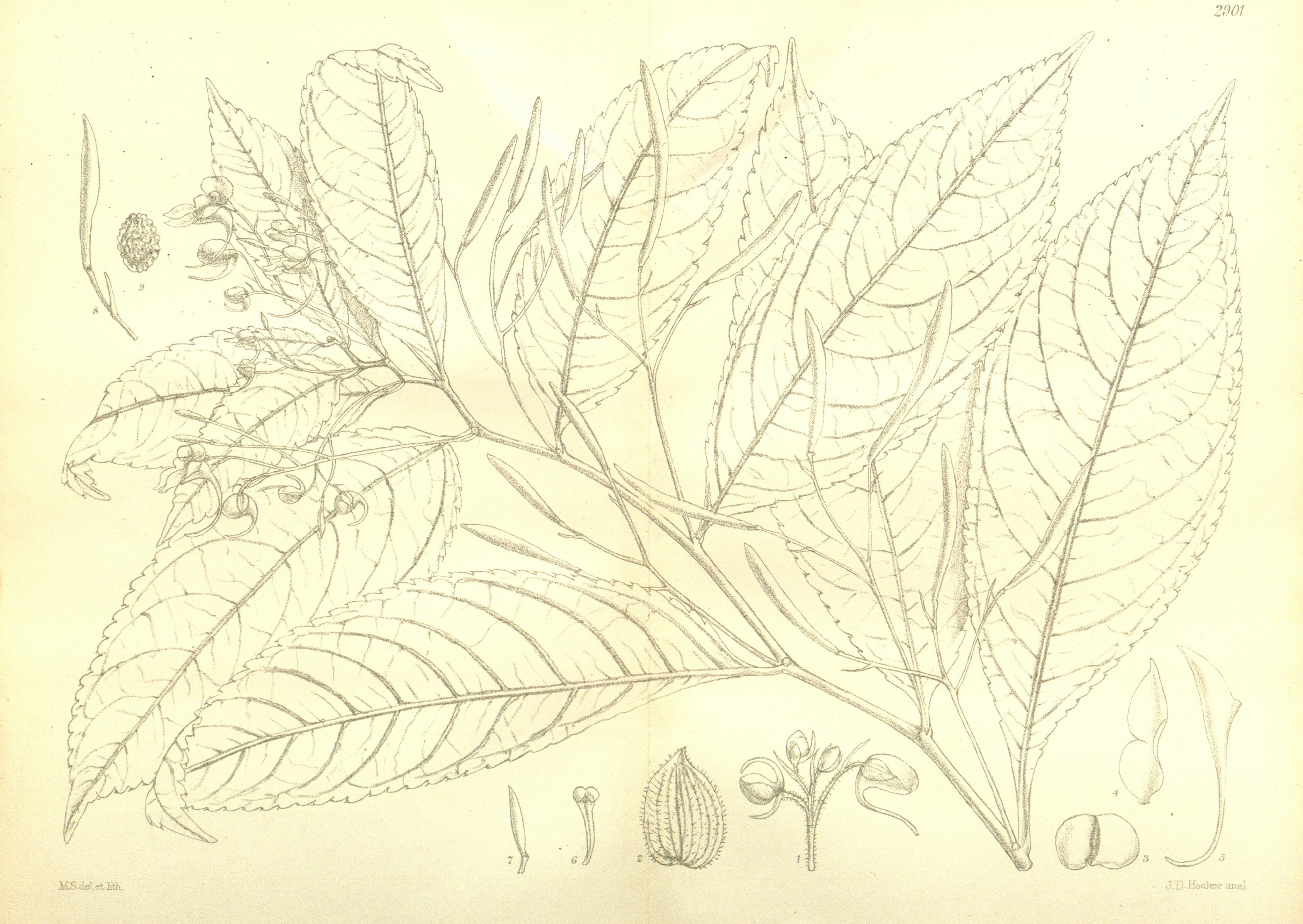 no full size  illustration available (3a)