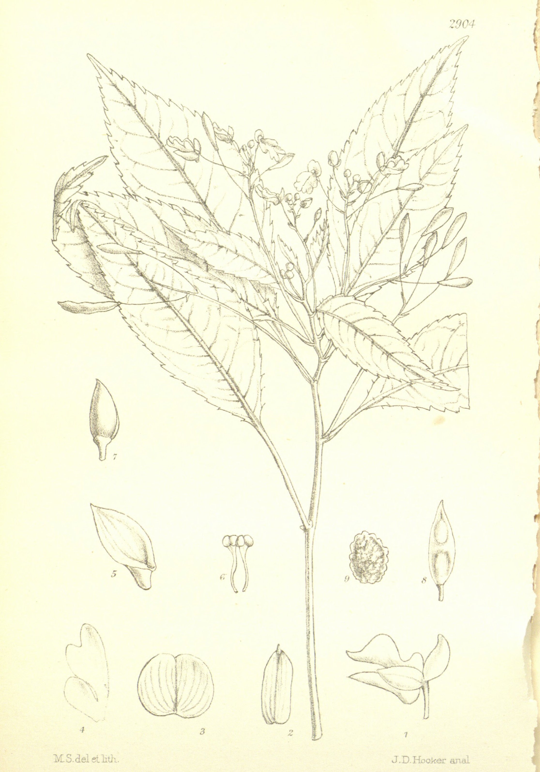 no full size  illustration available (3a)