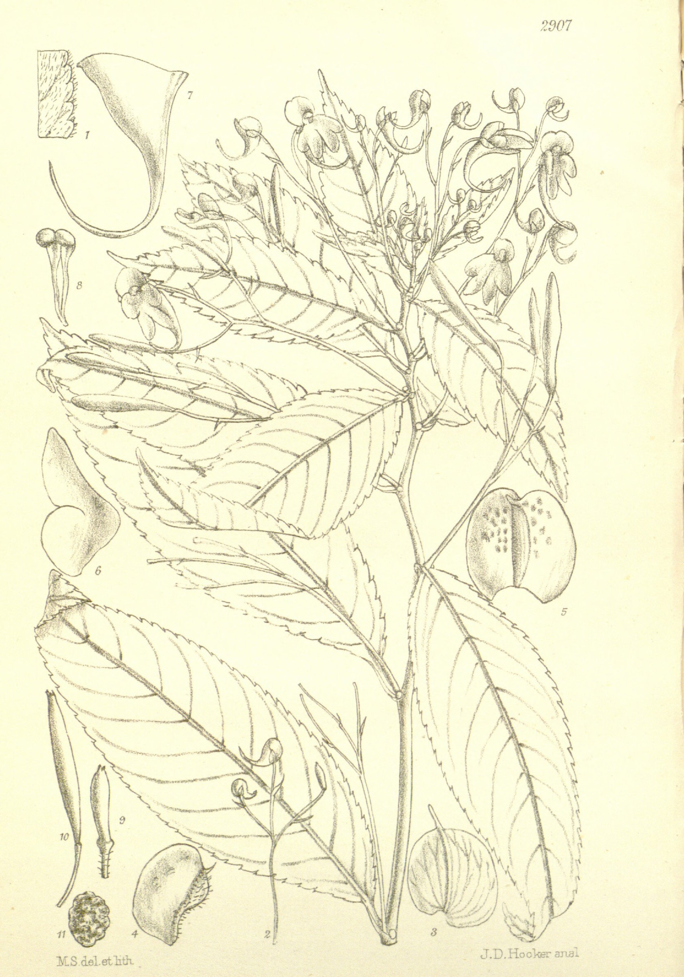 no full size  illustration available (3a)