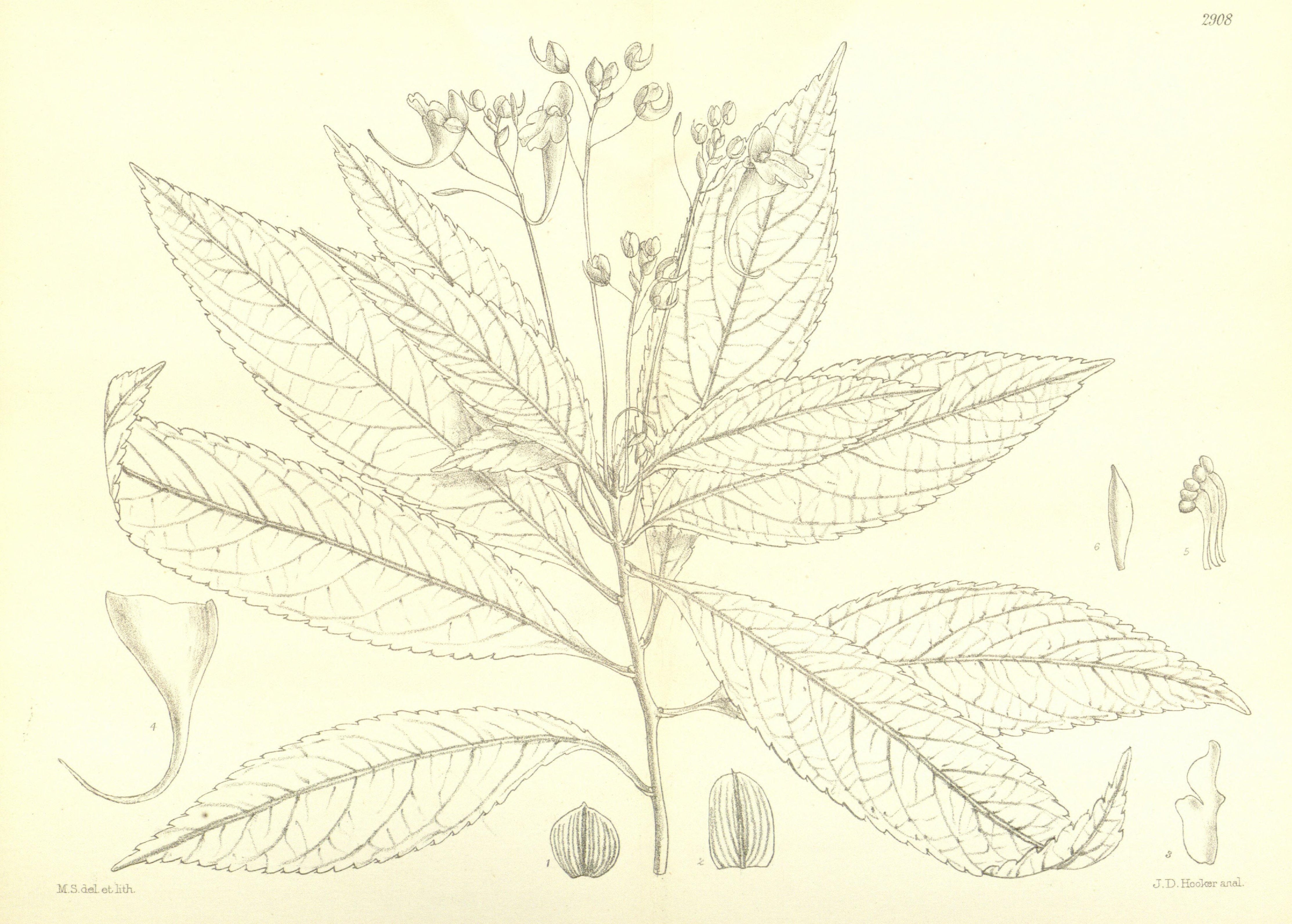 no full size  illustration available (3a)