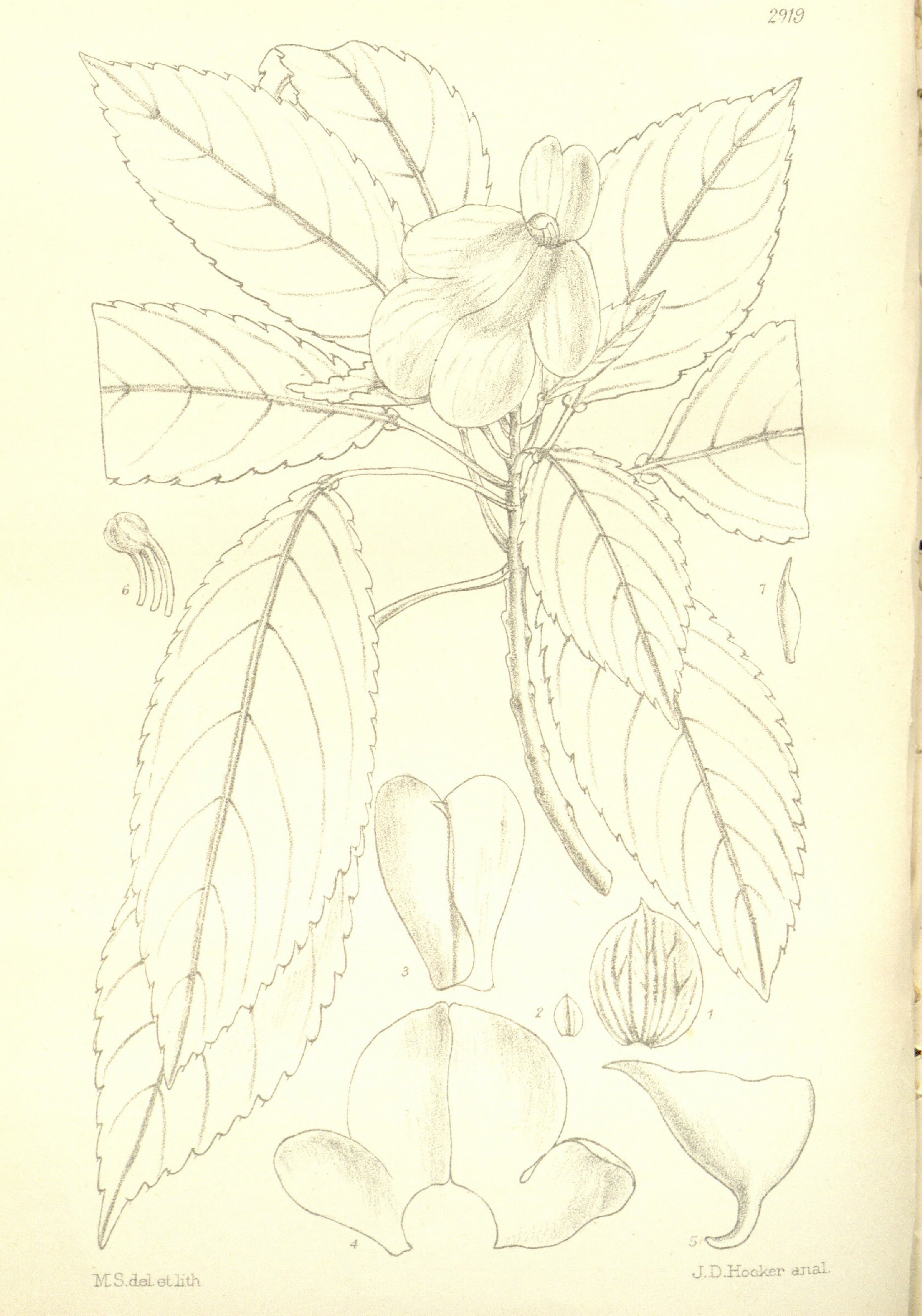 no full size  illustration available (3a)