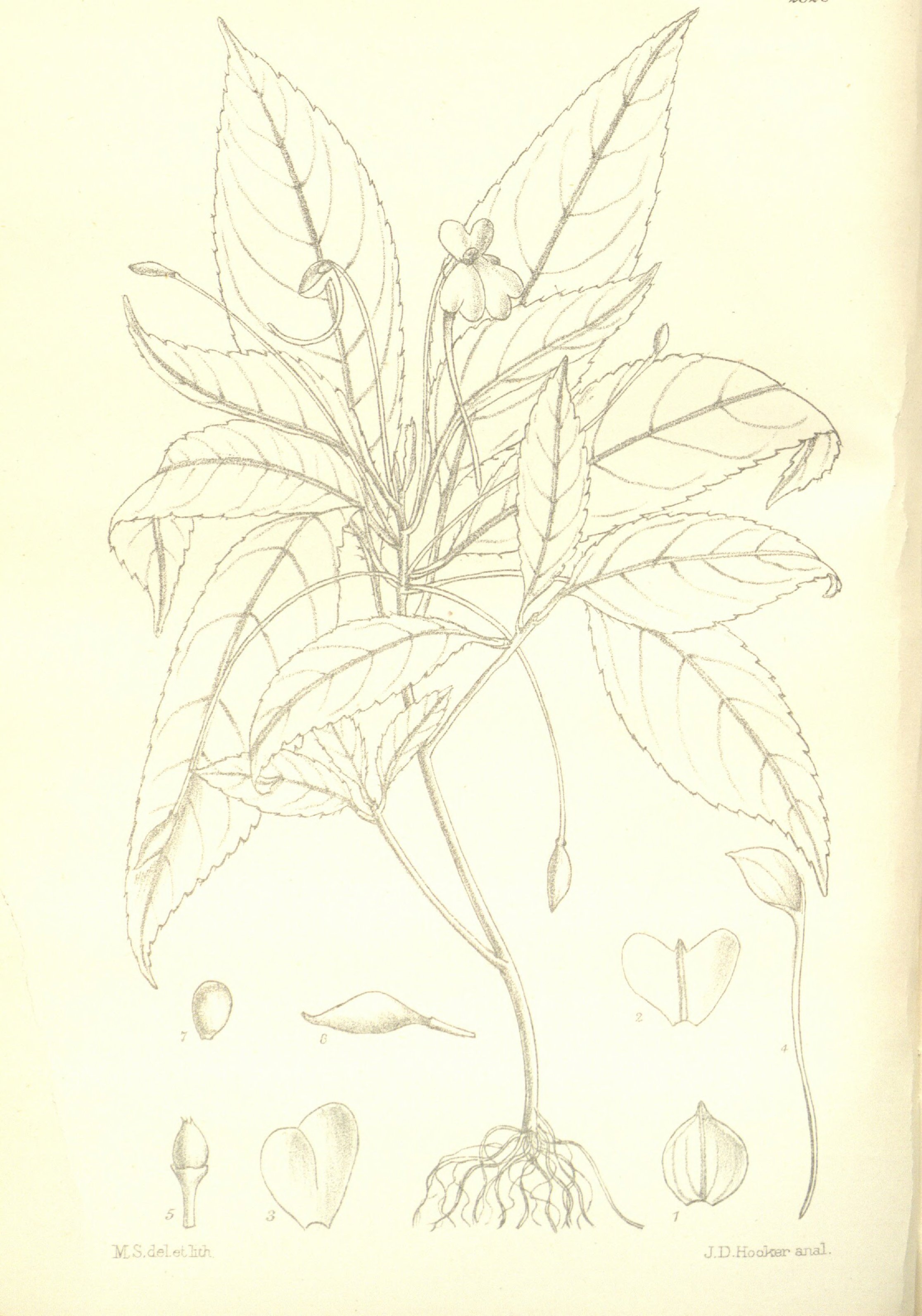 no full size  illustration available (3a)