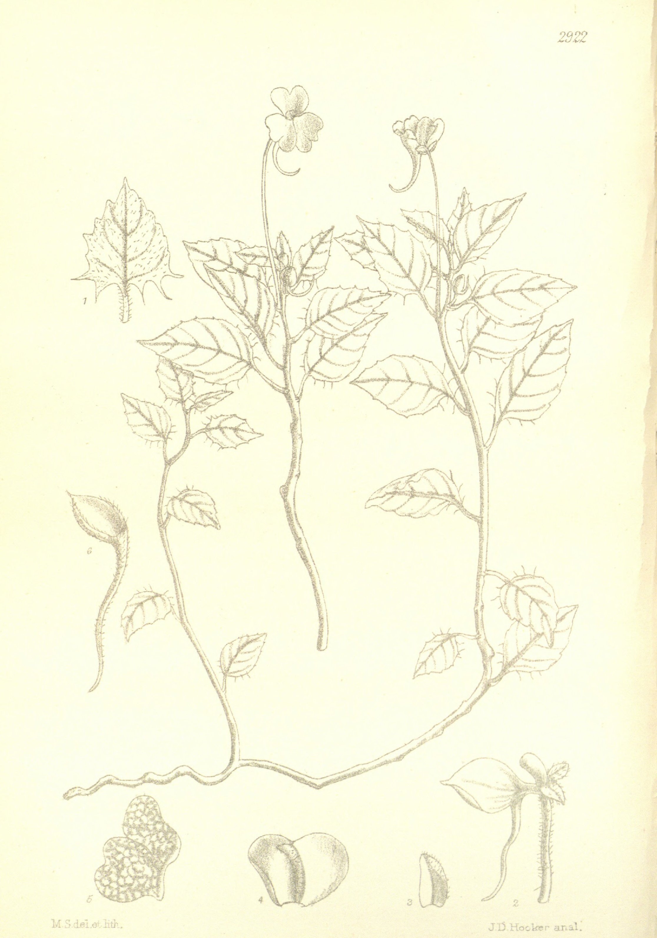 no full size  illustration available (3a)