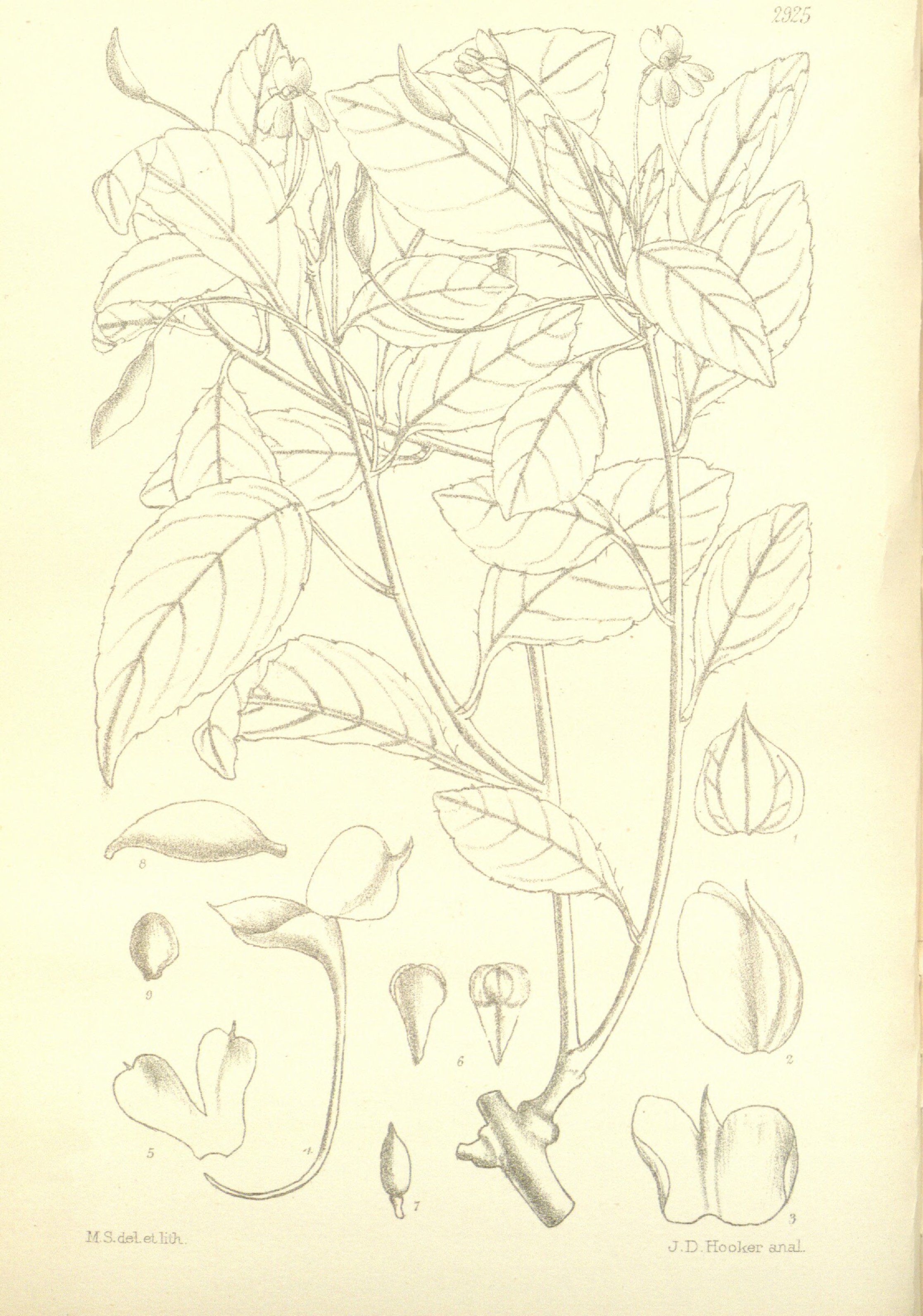 no full size  illustration available (3a)