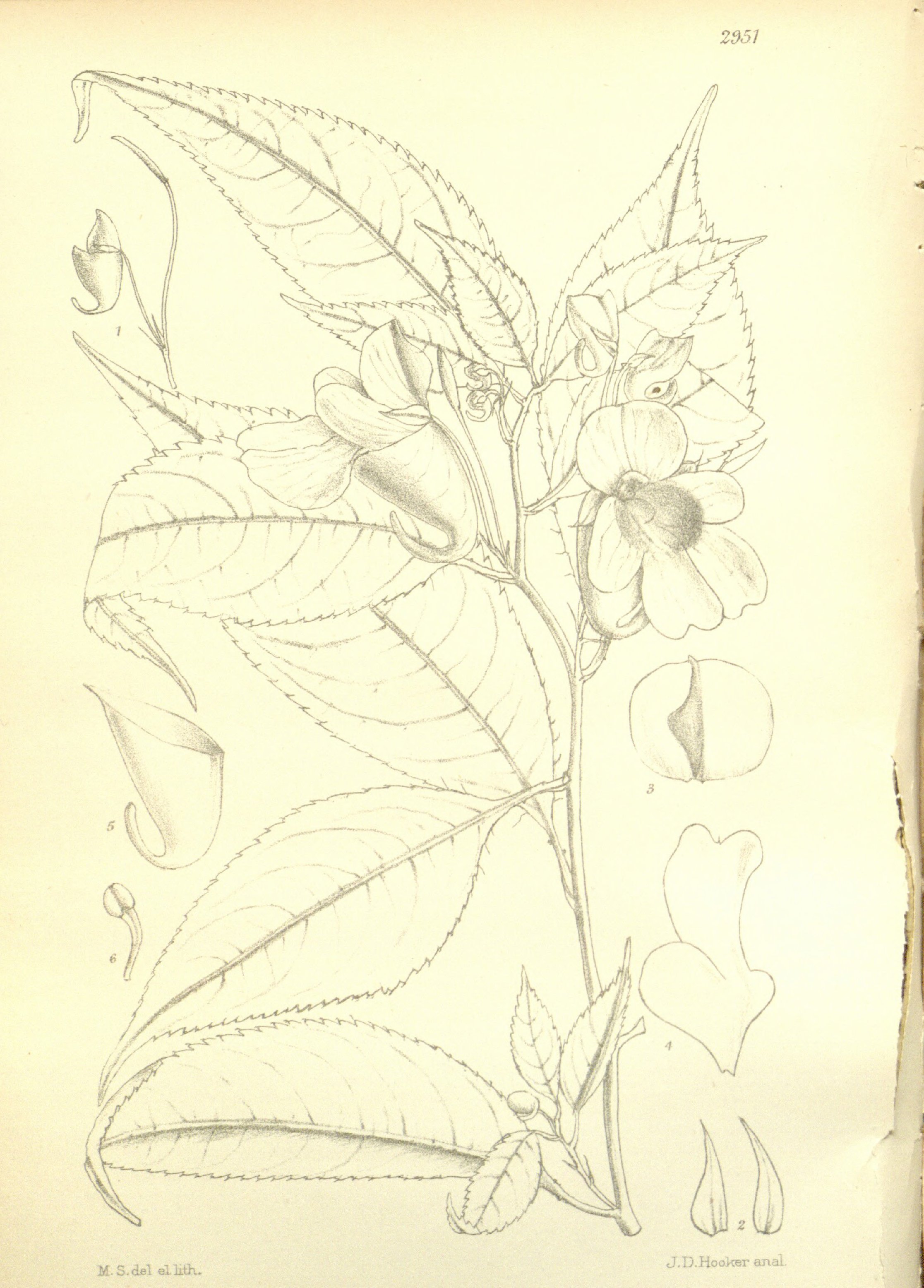 no full size  illustration available (3a)