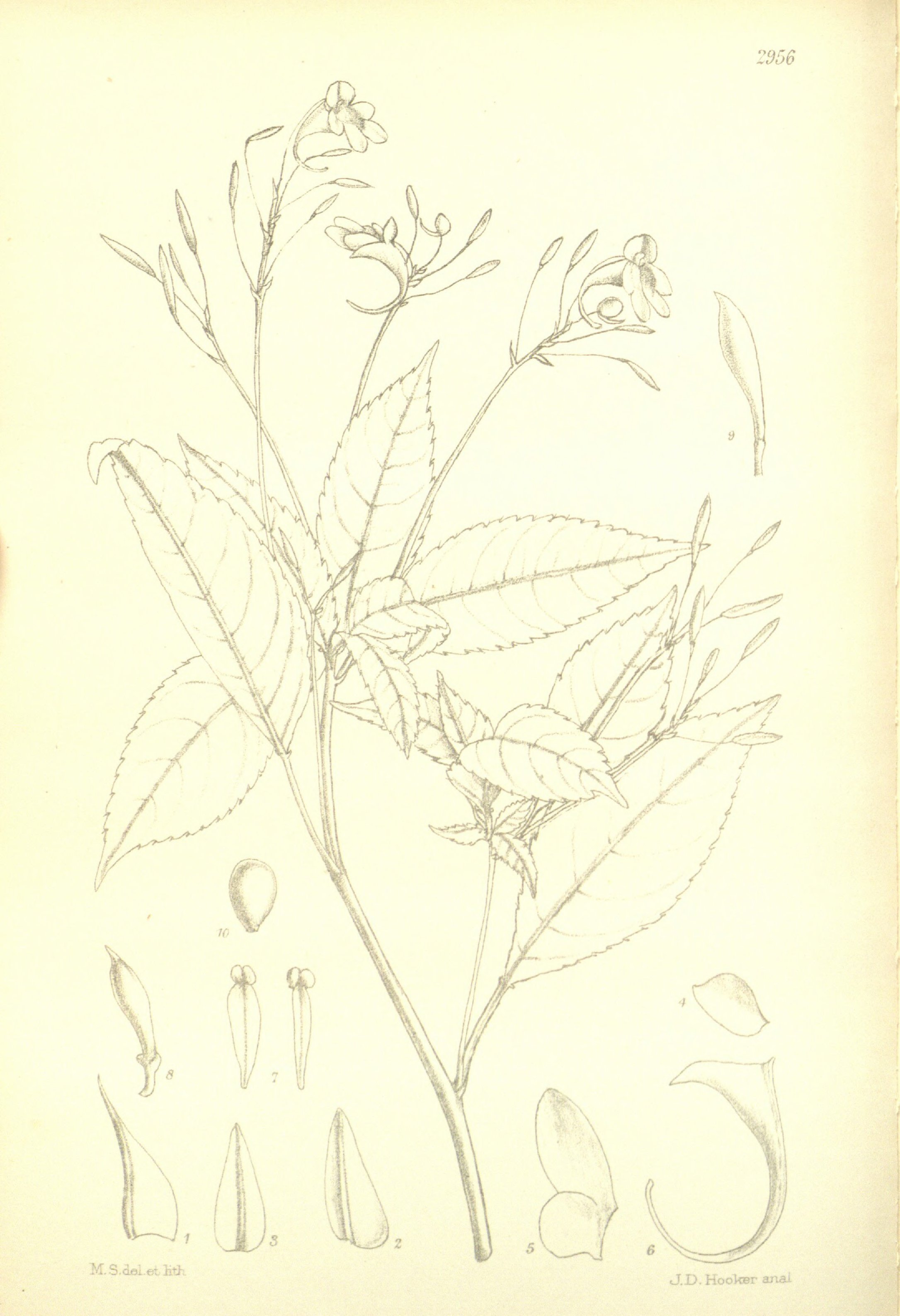 no full size  illustration available (3a)