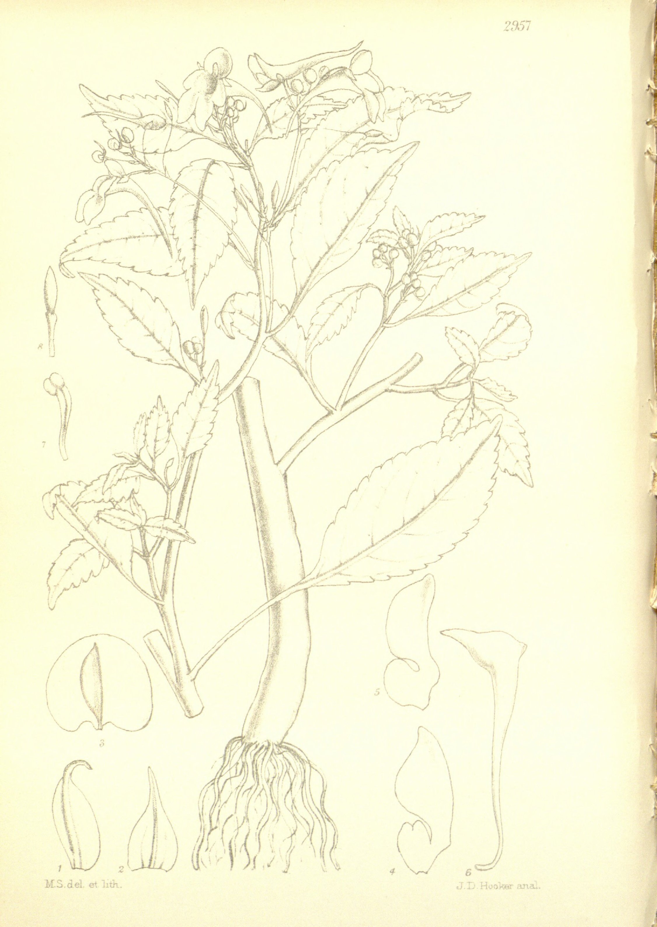 no full size  illustration available (3a)