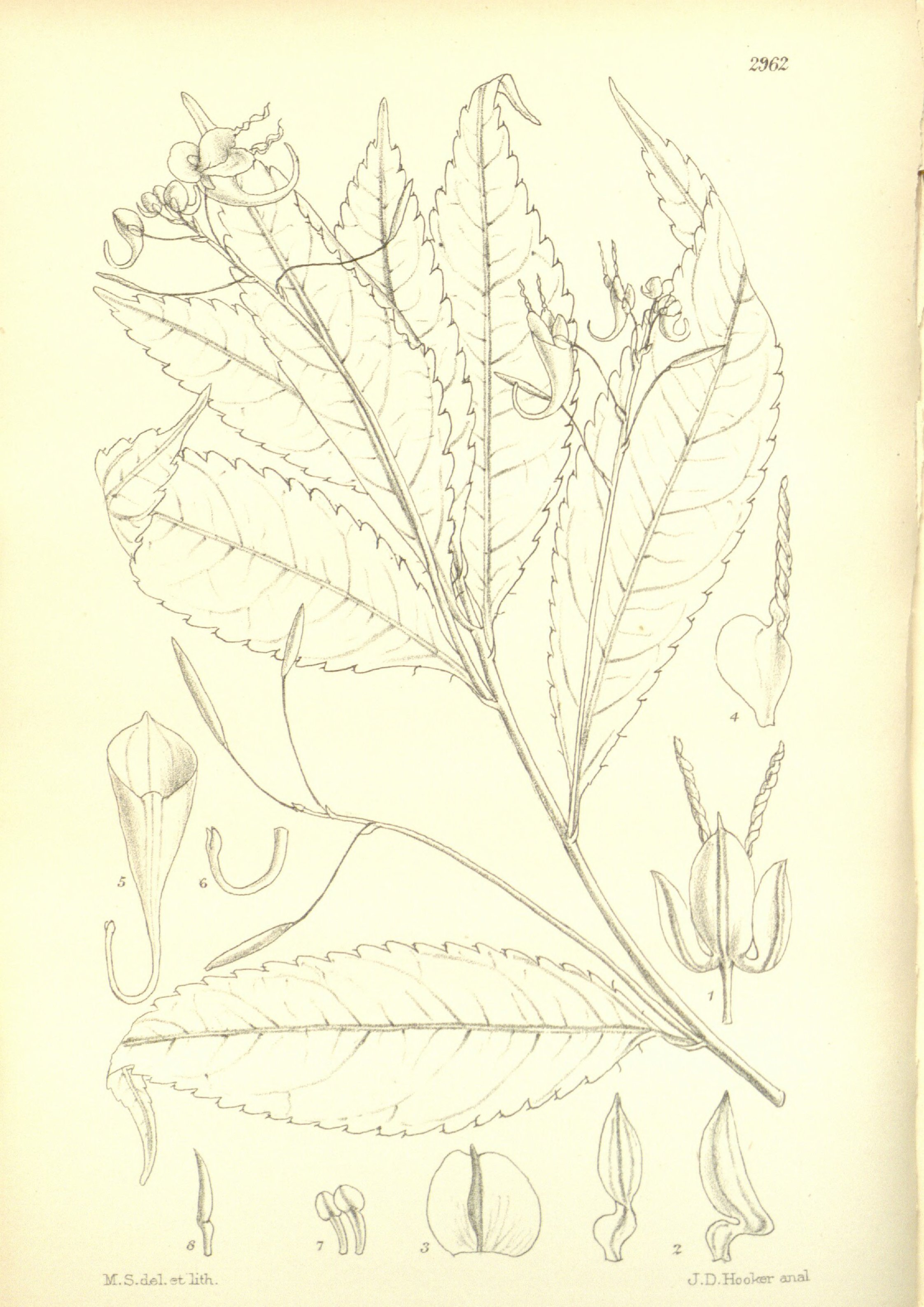 no full size  illustration available (3a)