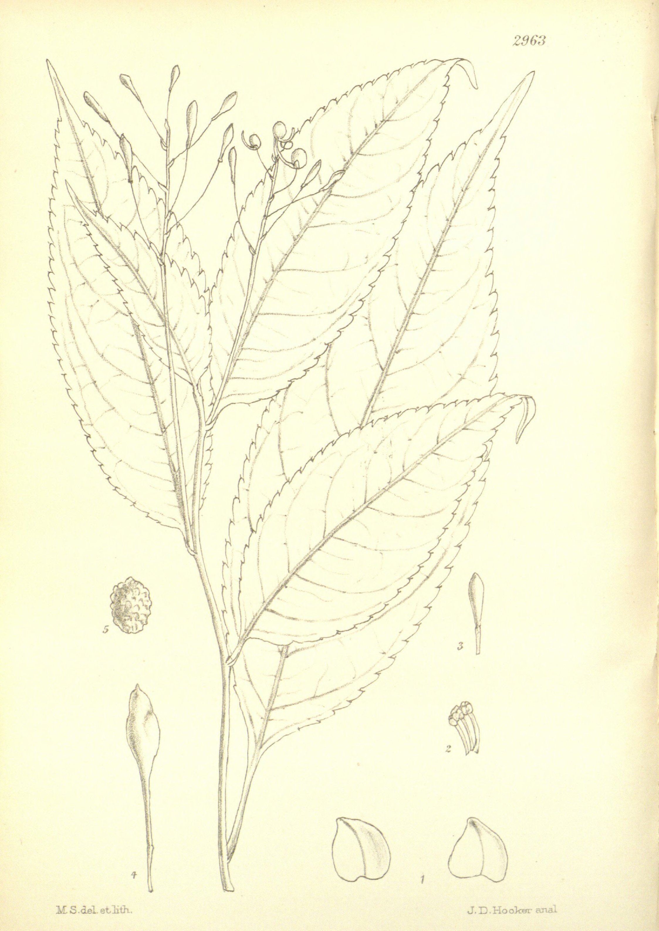 no full size  illustration available (3a)