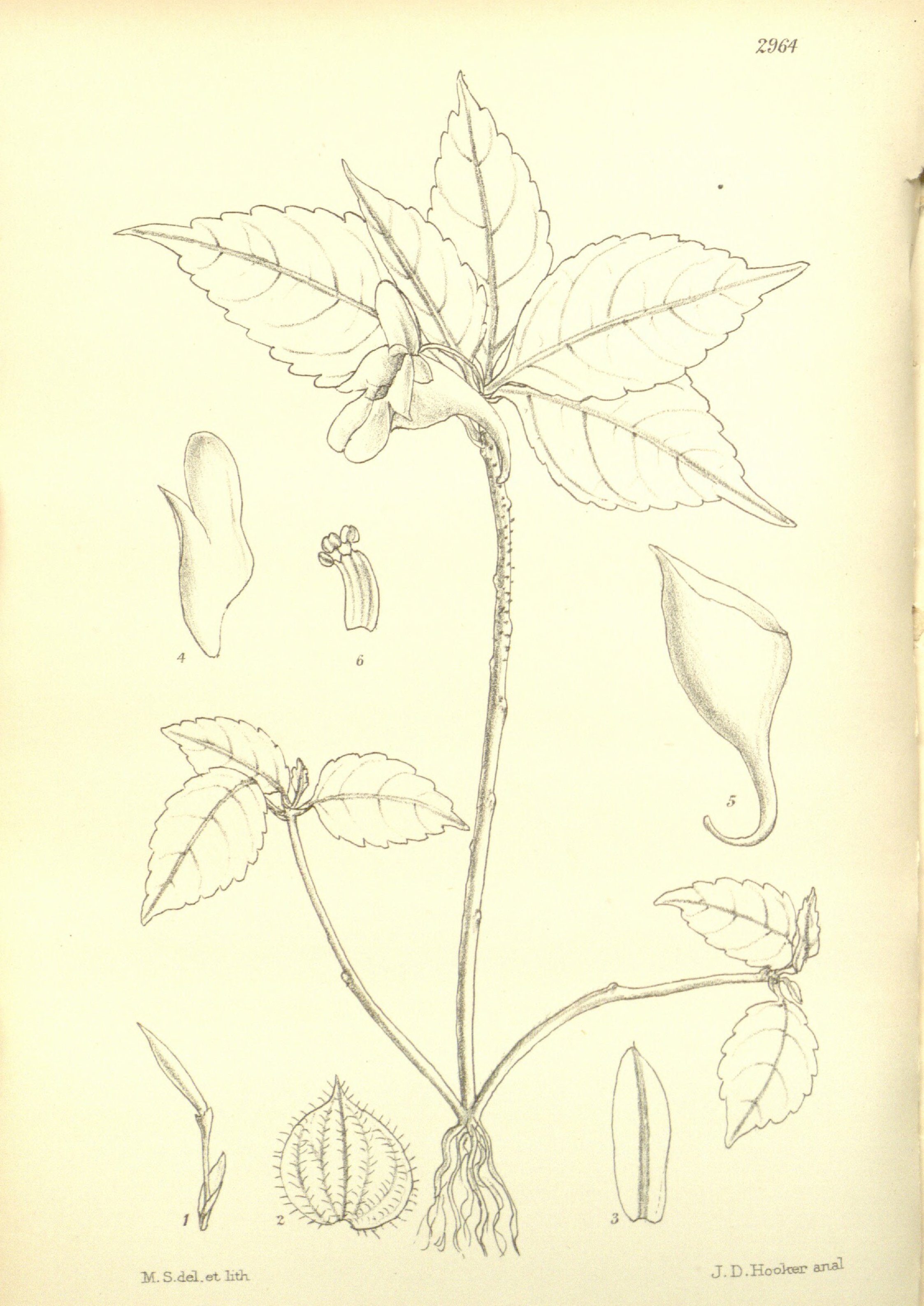 no full size  illustration available (3a)