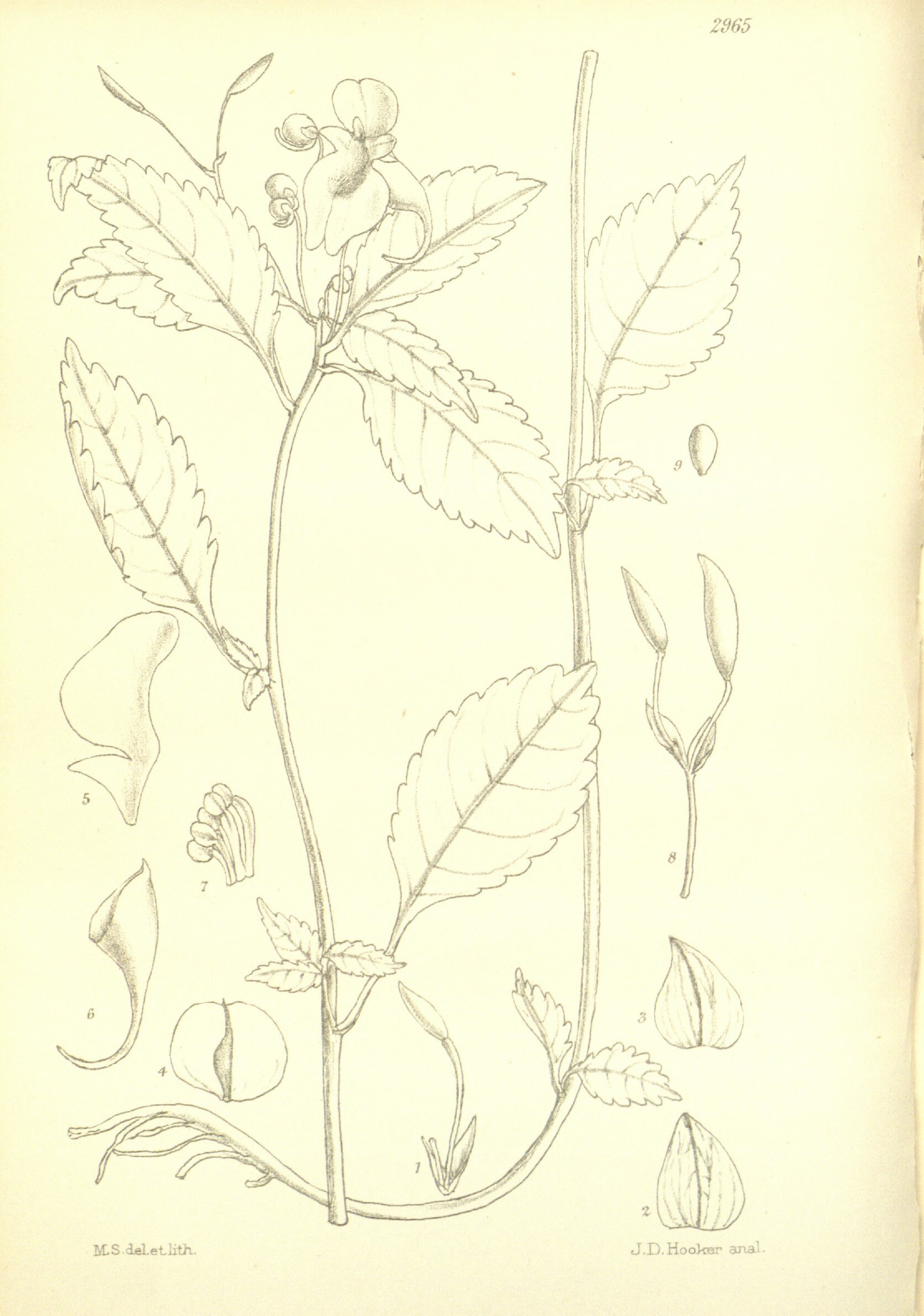 no full size  illustration available (3a)