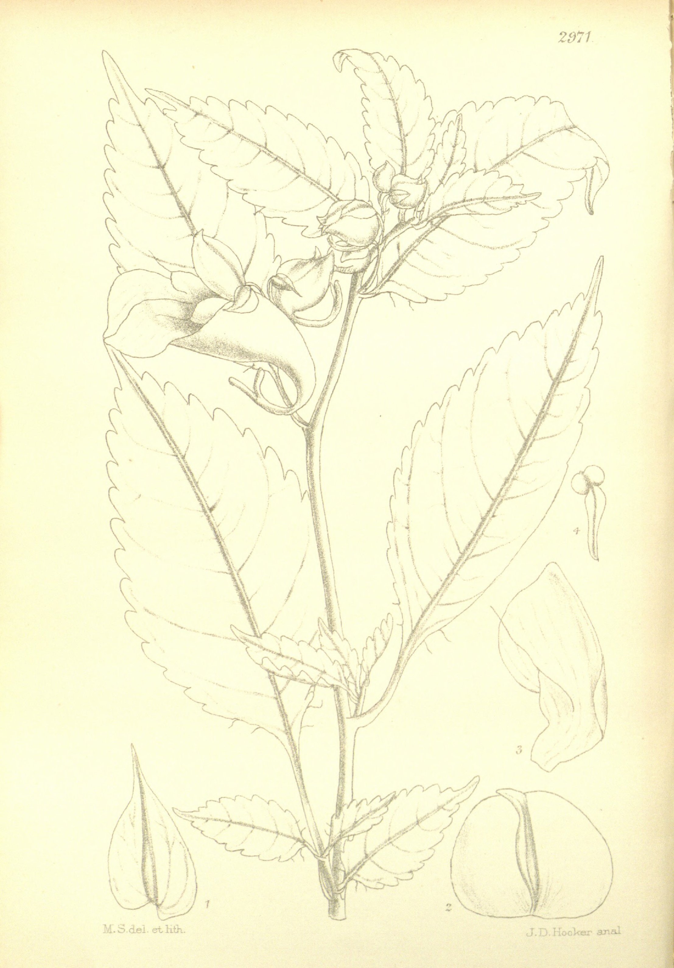 no full size  illustration available (3a)