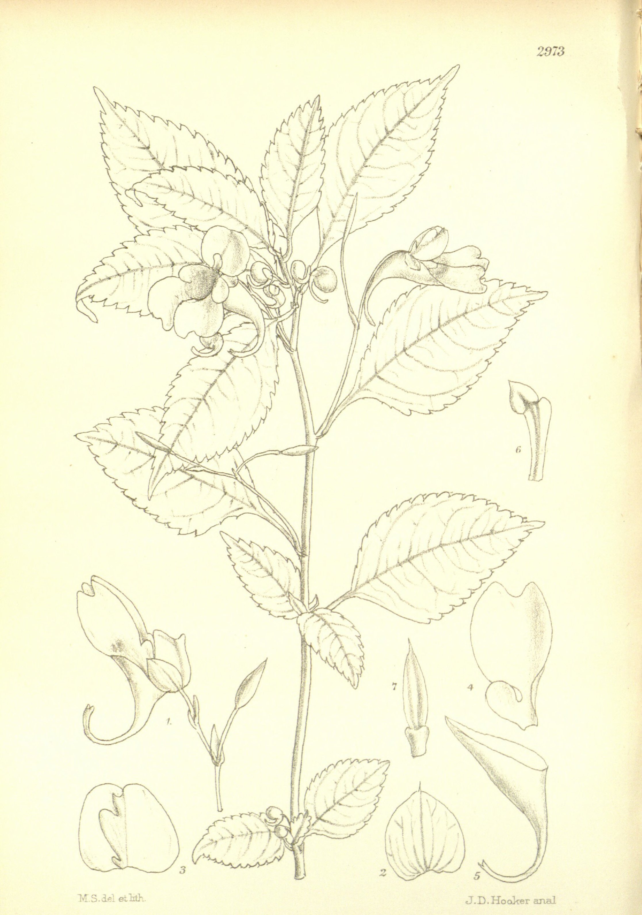 no full size  illustration available (3a)