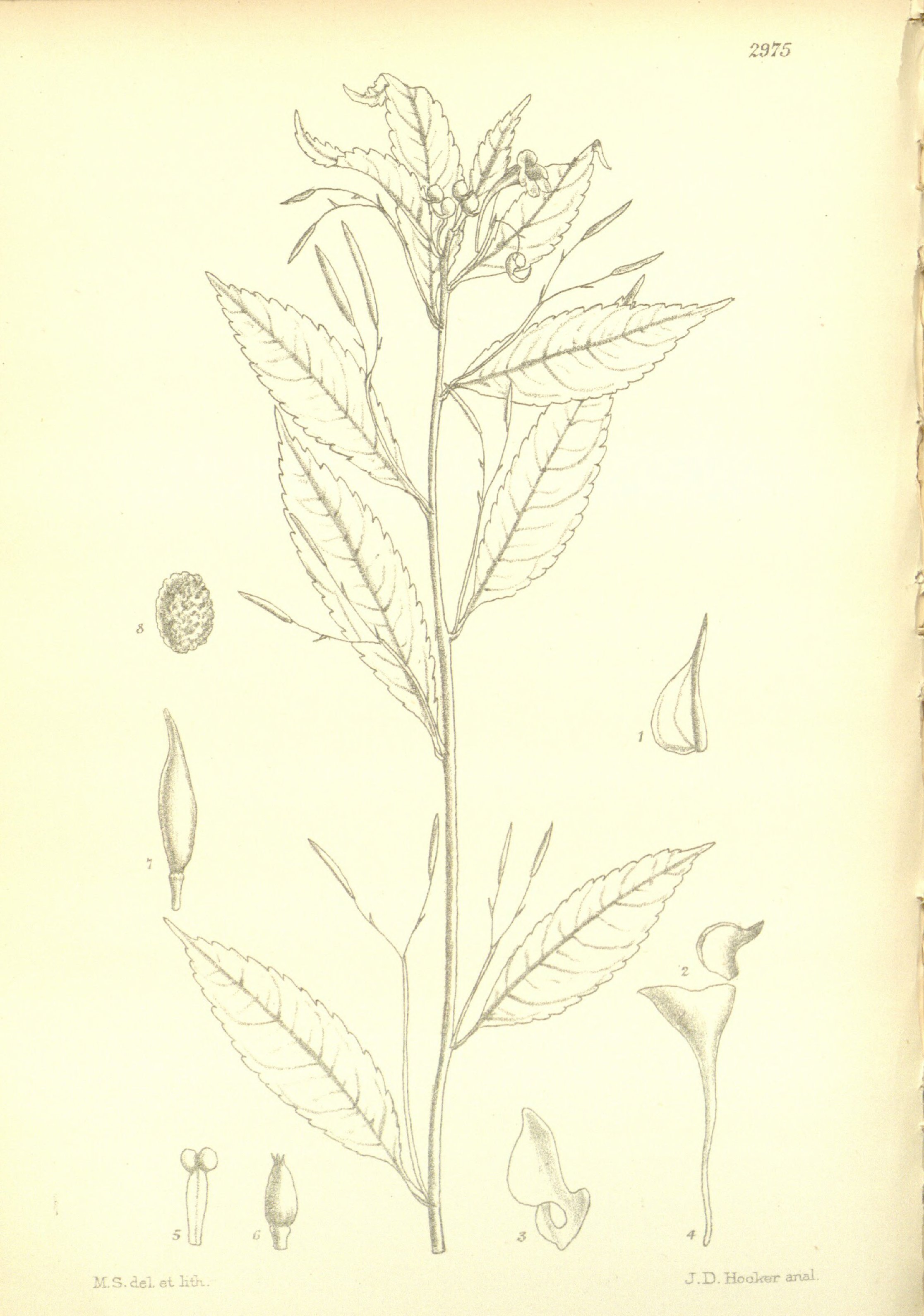 no full size  illustration available (3a)