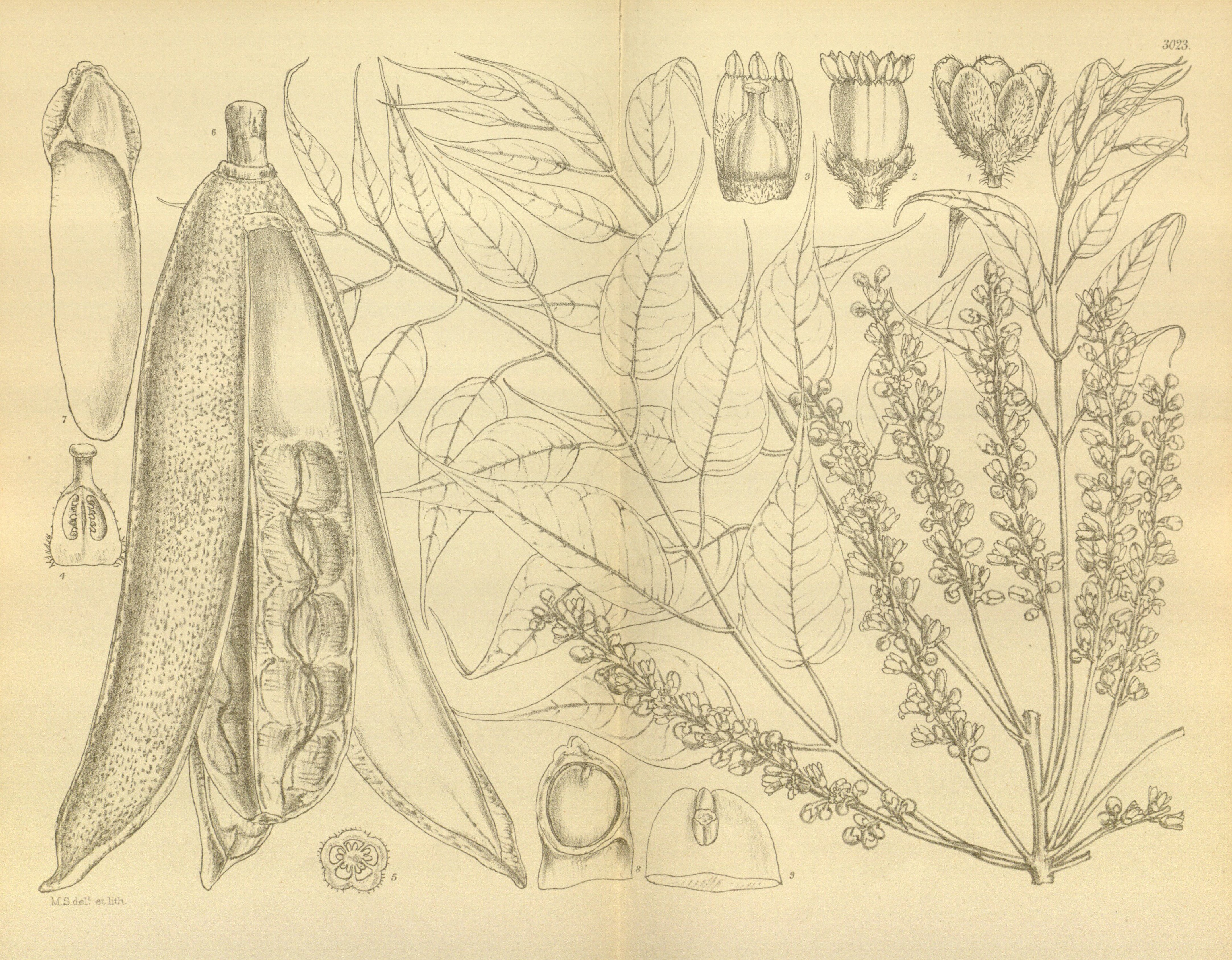 no full size  illustration available (3a)