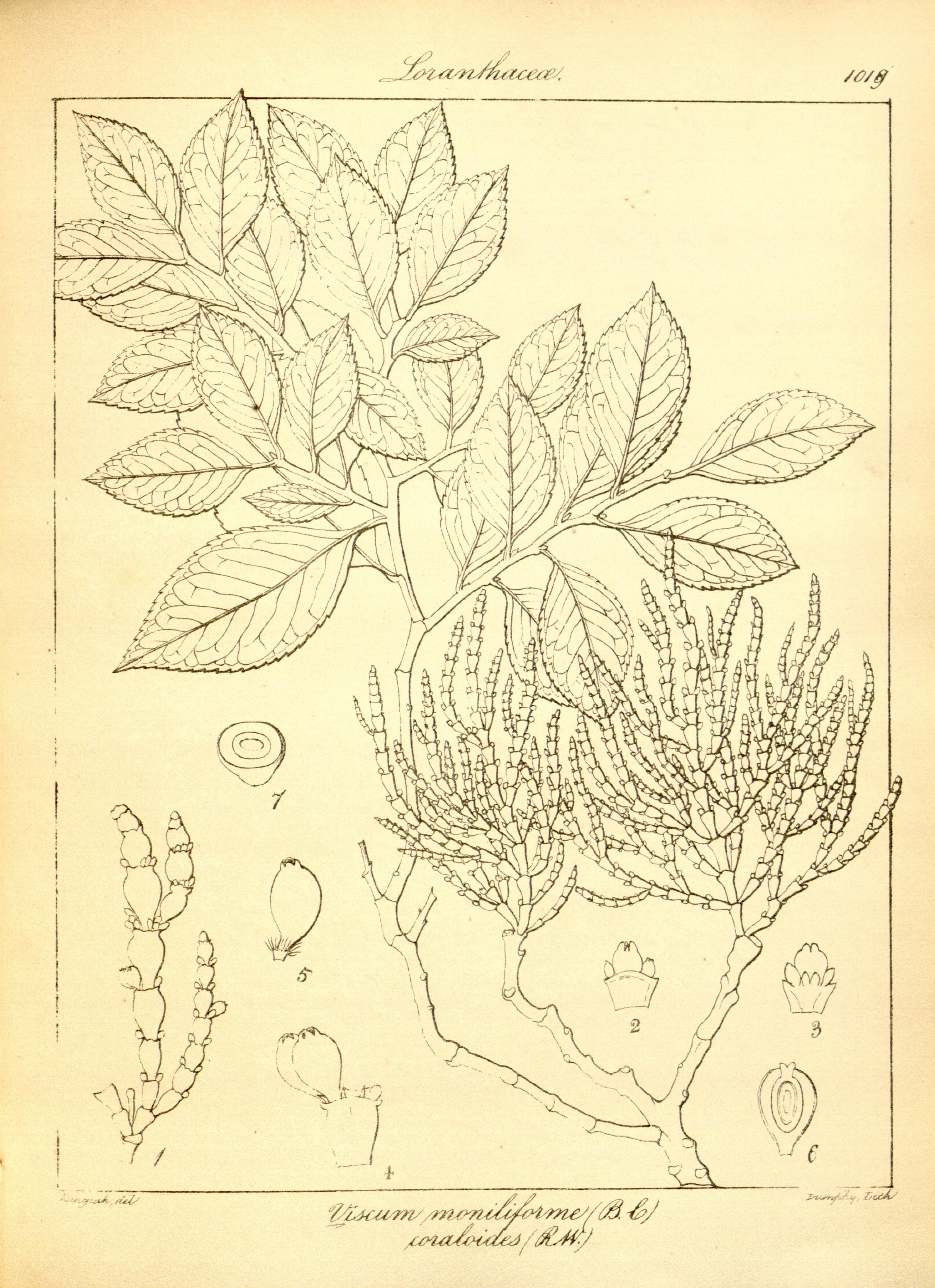 no full size  illustration available (3a)