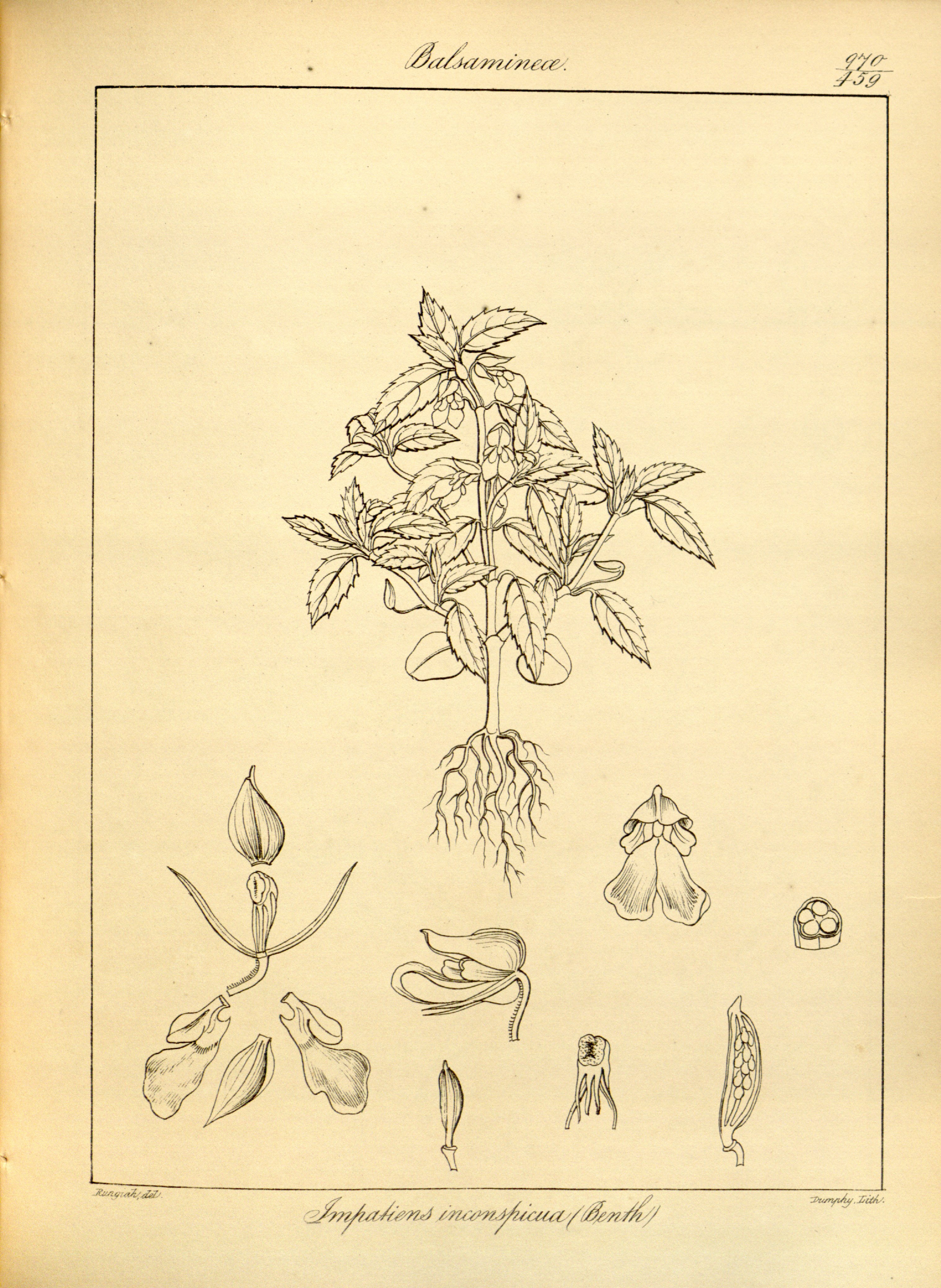 no full size  illustration available (3a)