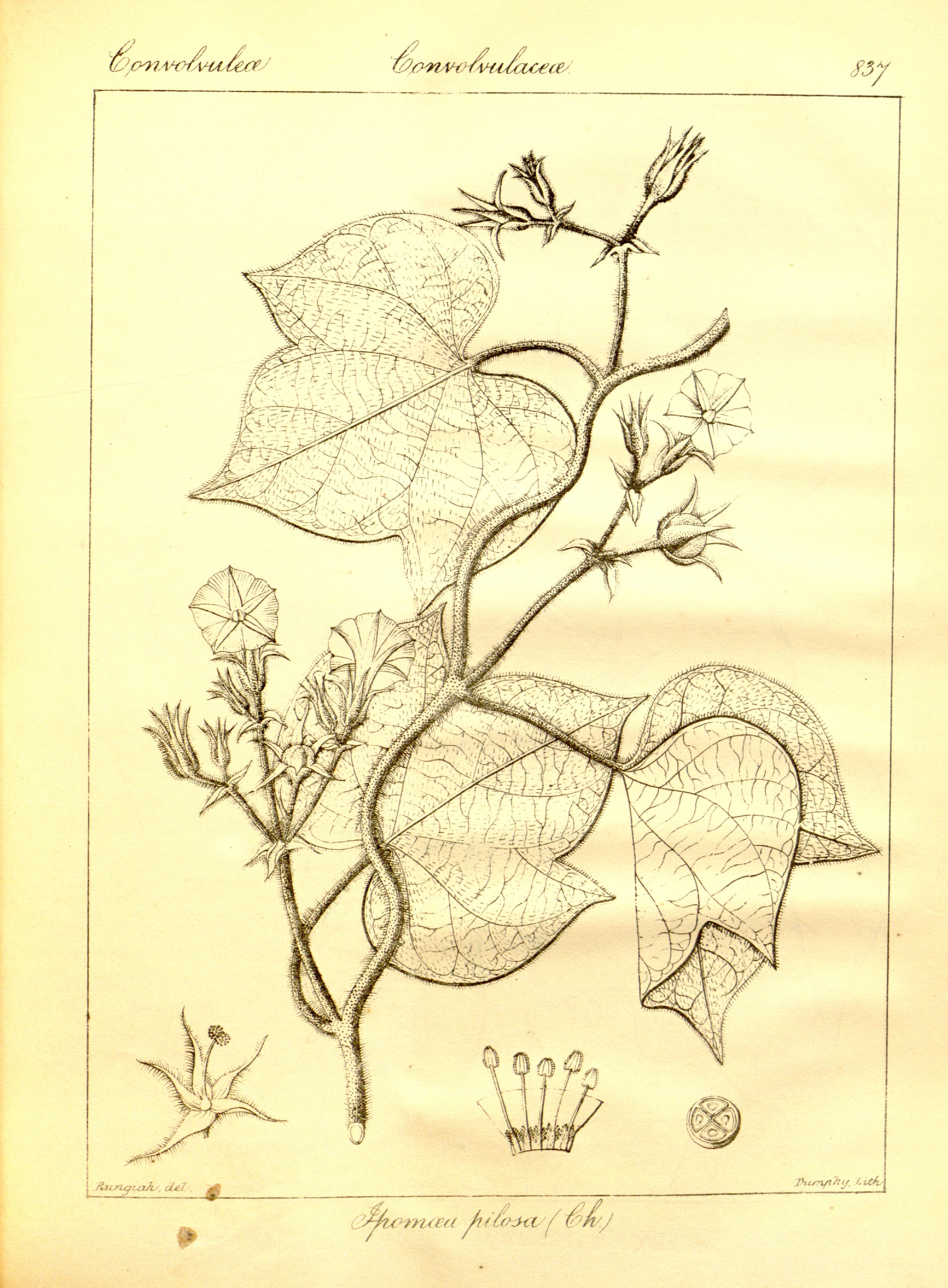 no full size  illustration available (3a)