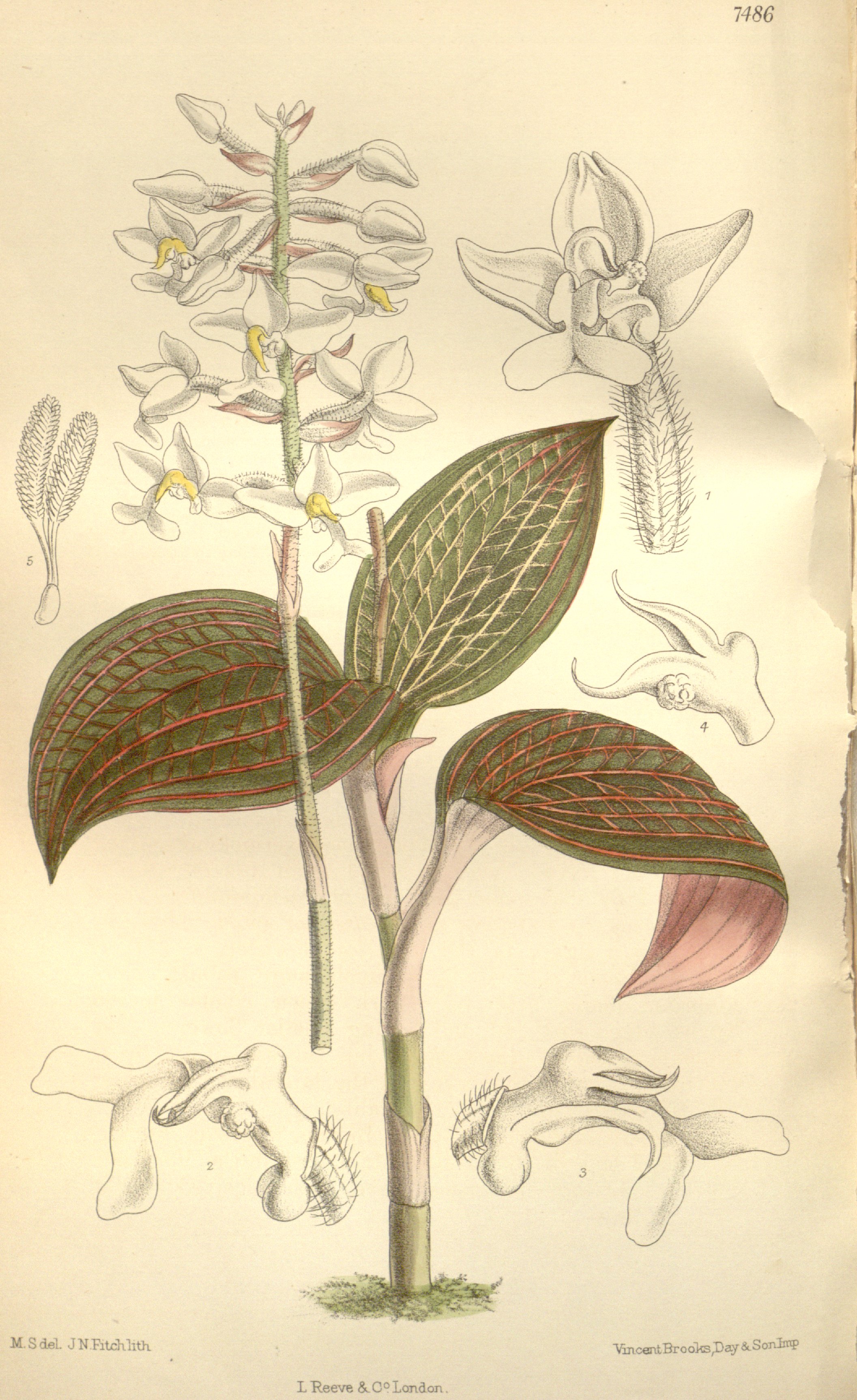 no full size  illustration available (3a)