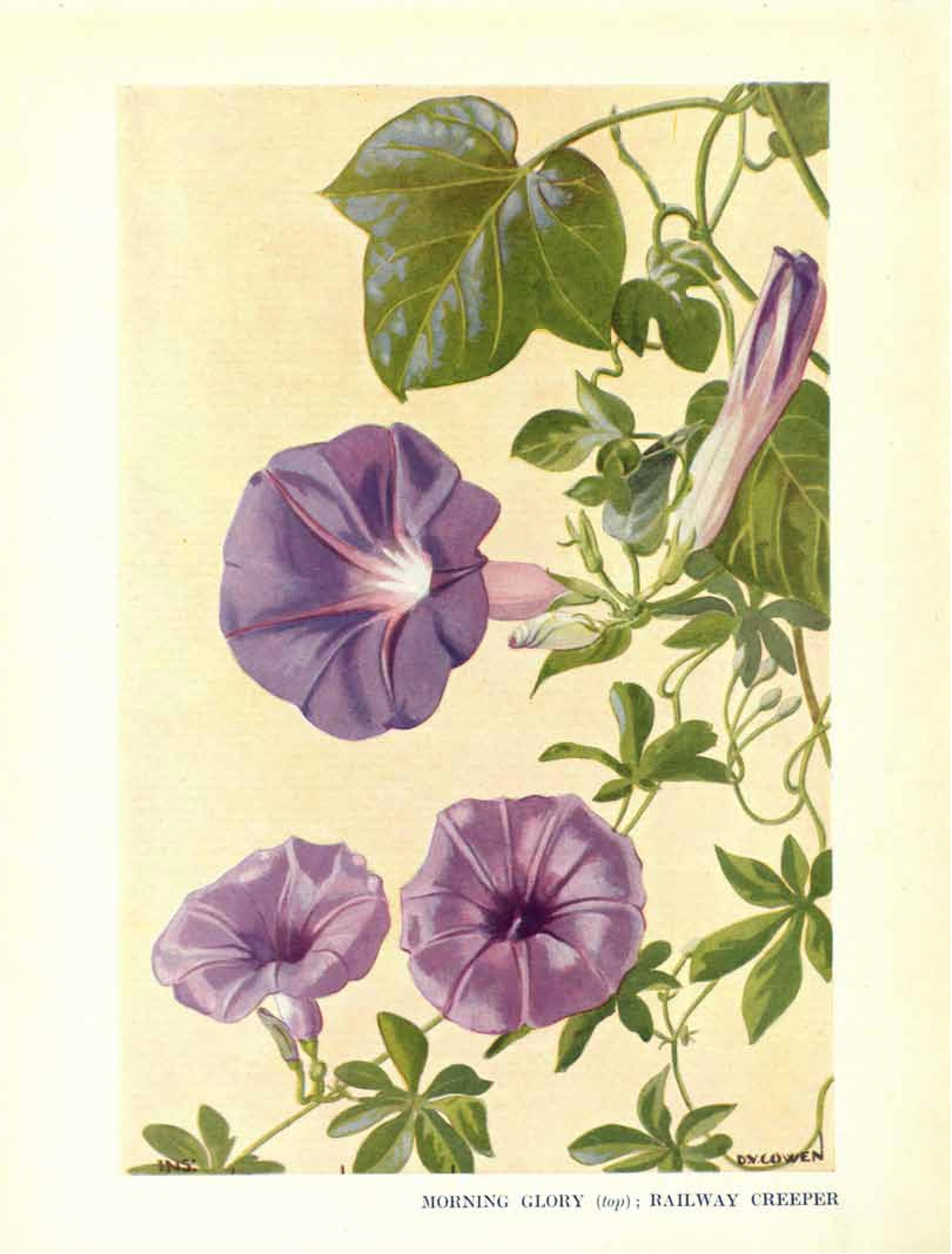 no full size  illustration available (3a)