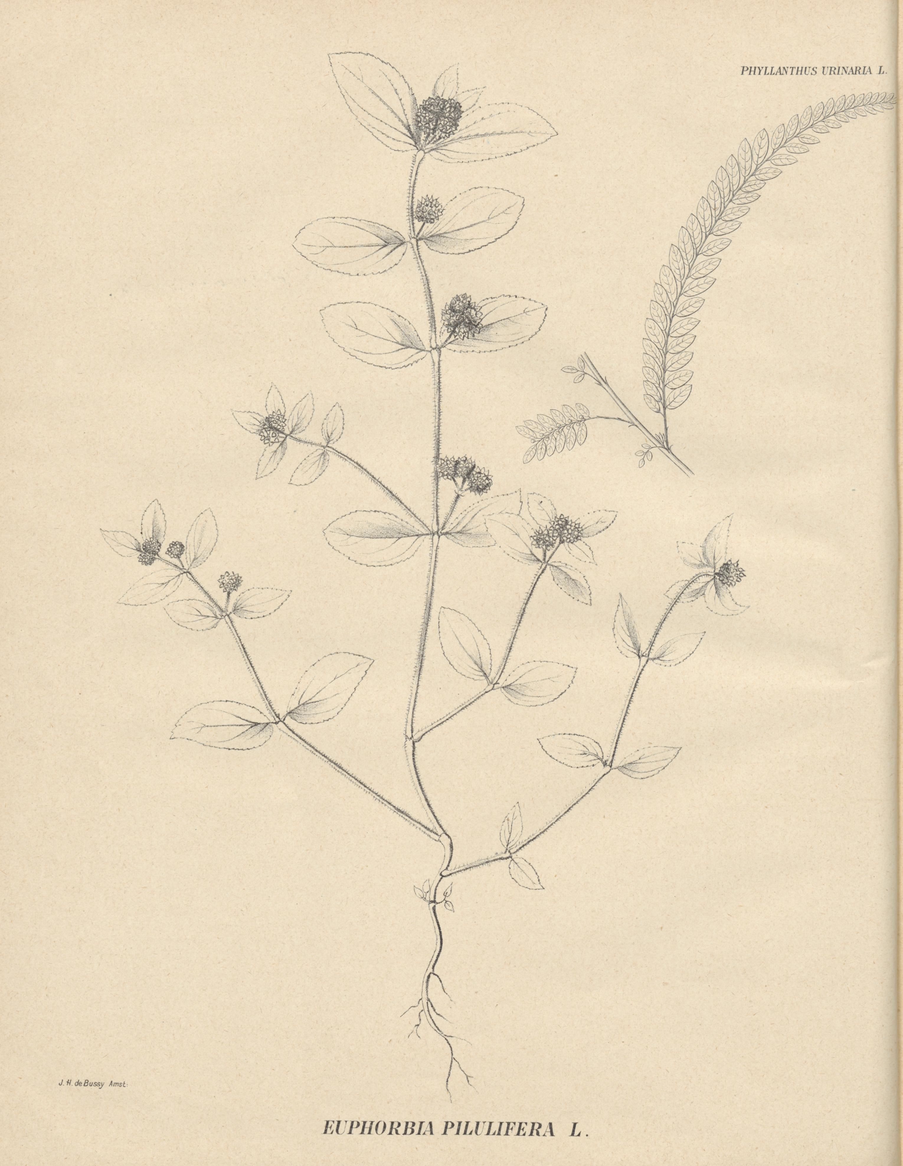 no full size  illustration available (3a)