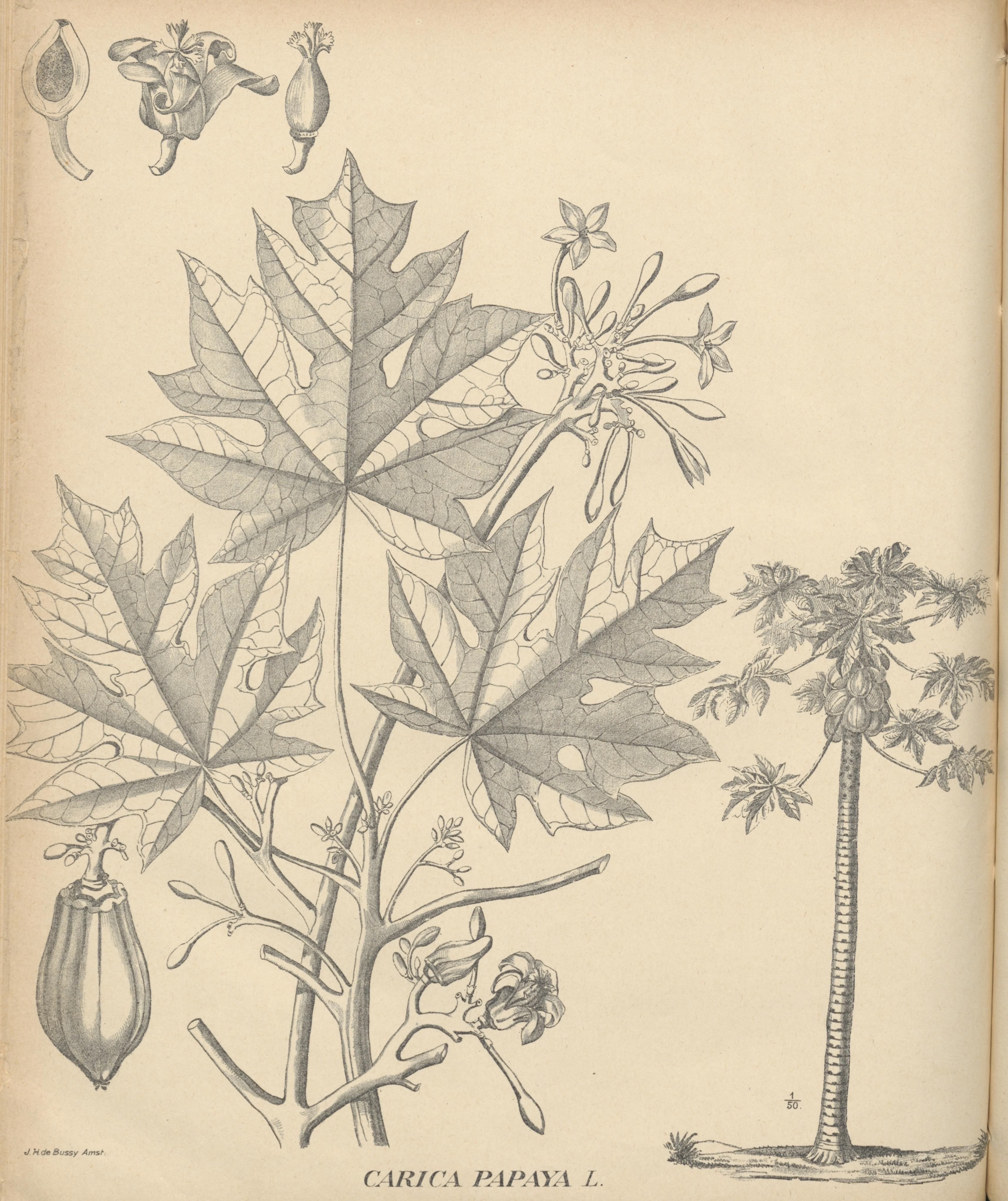 no full size  illustration available (3a)