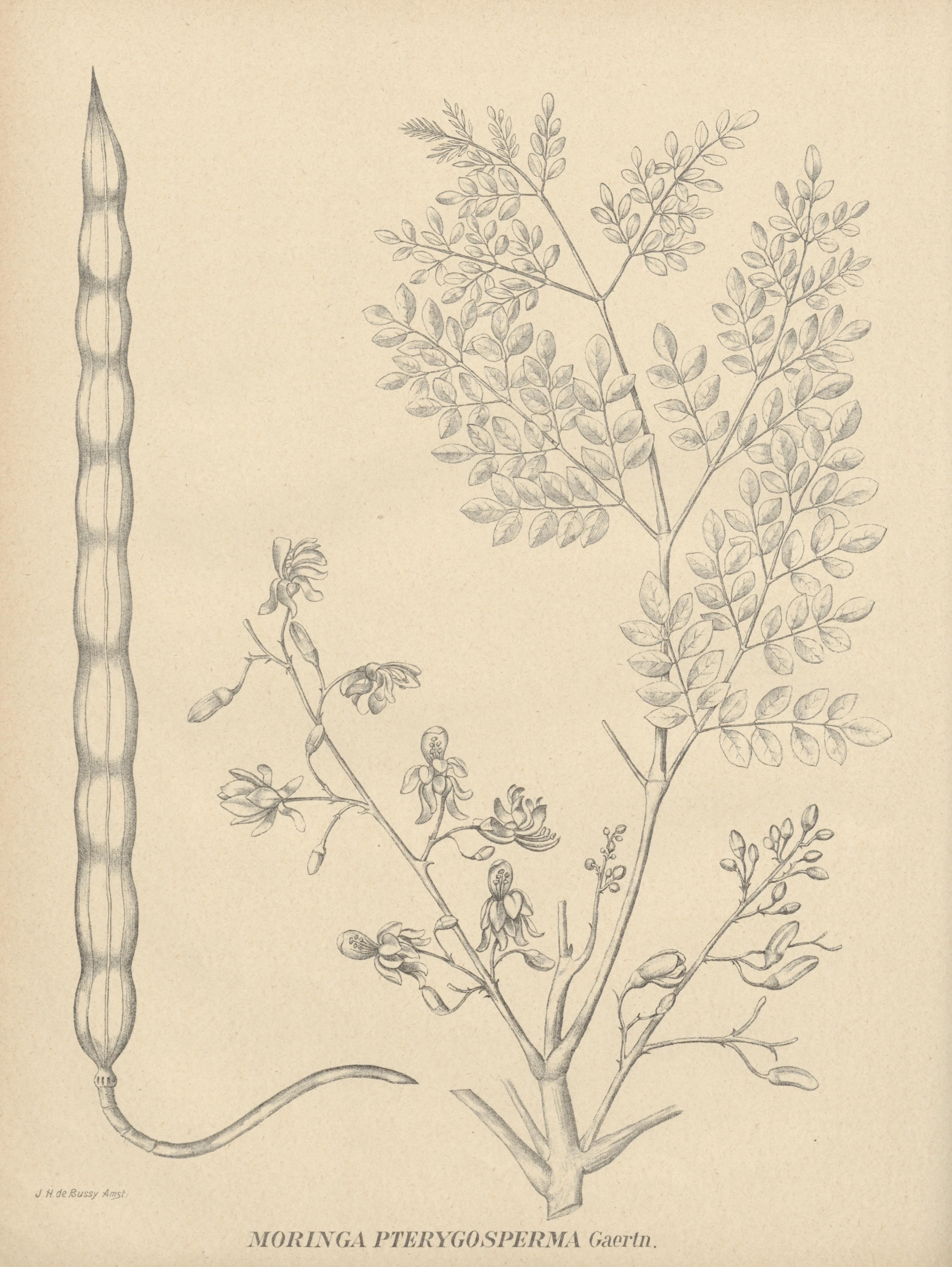 no full size  illustration available (3a)