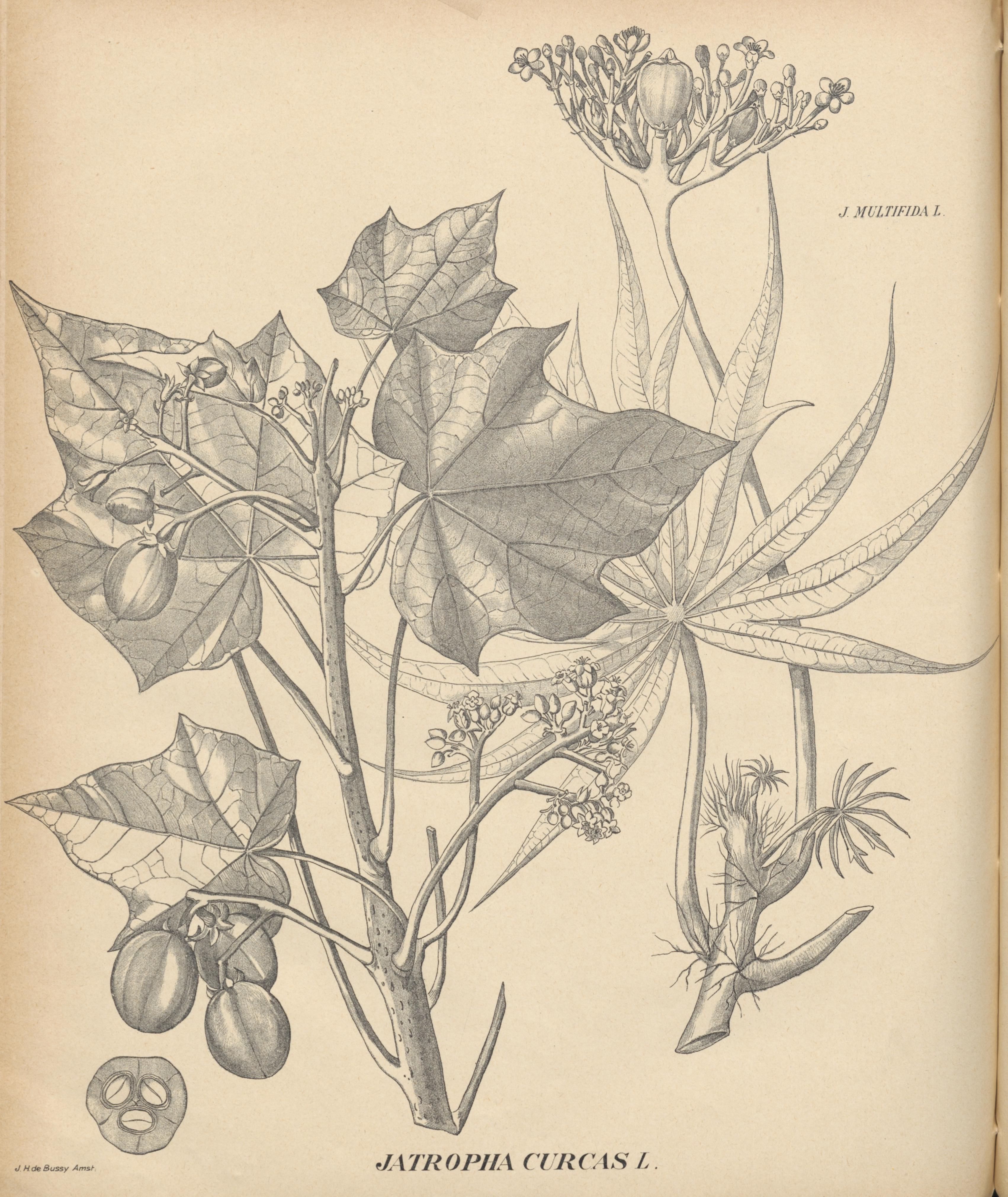 no full size  illustration available (3a)