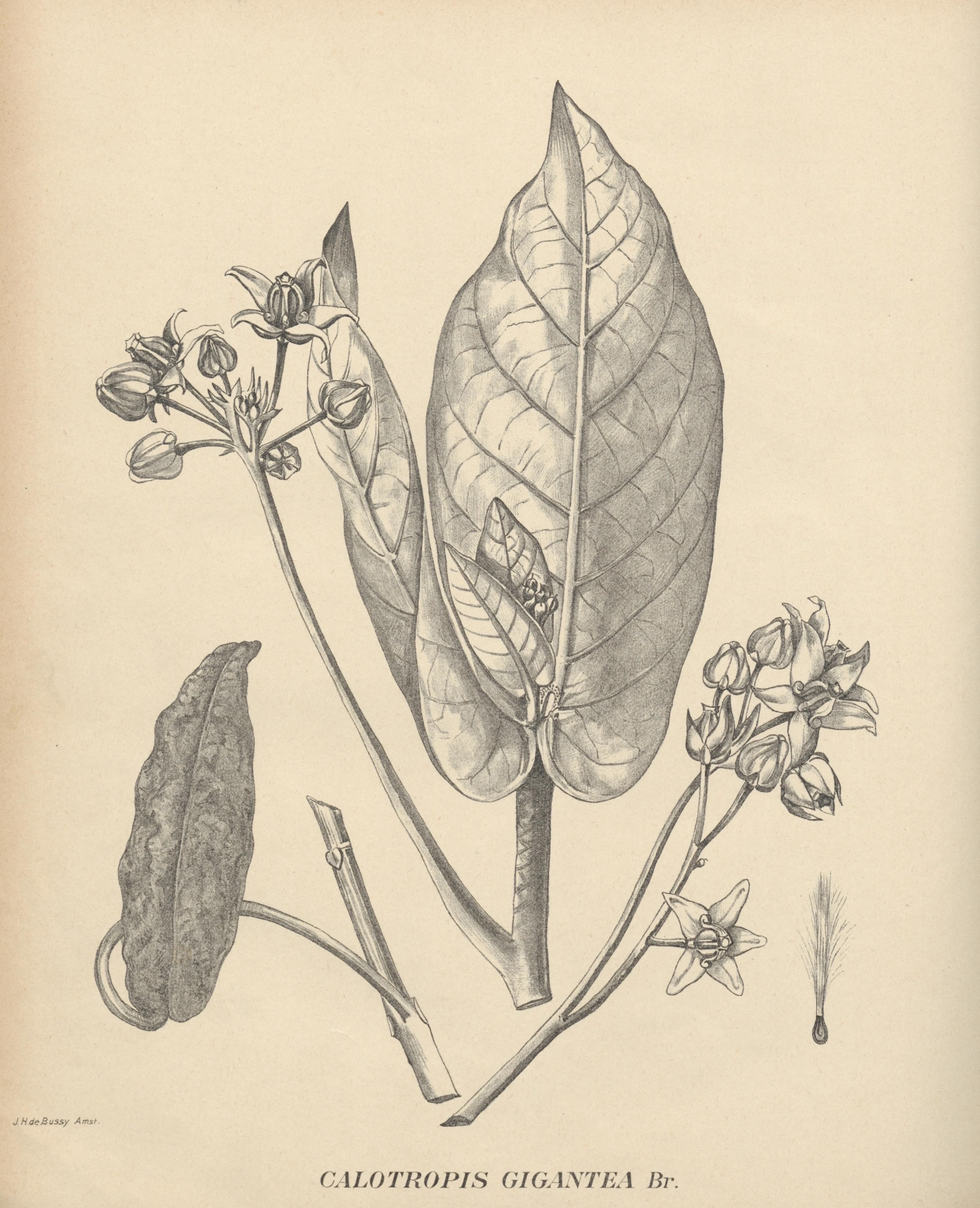 no full size  illustration available (3a)