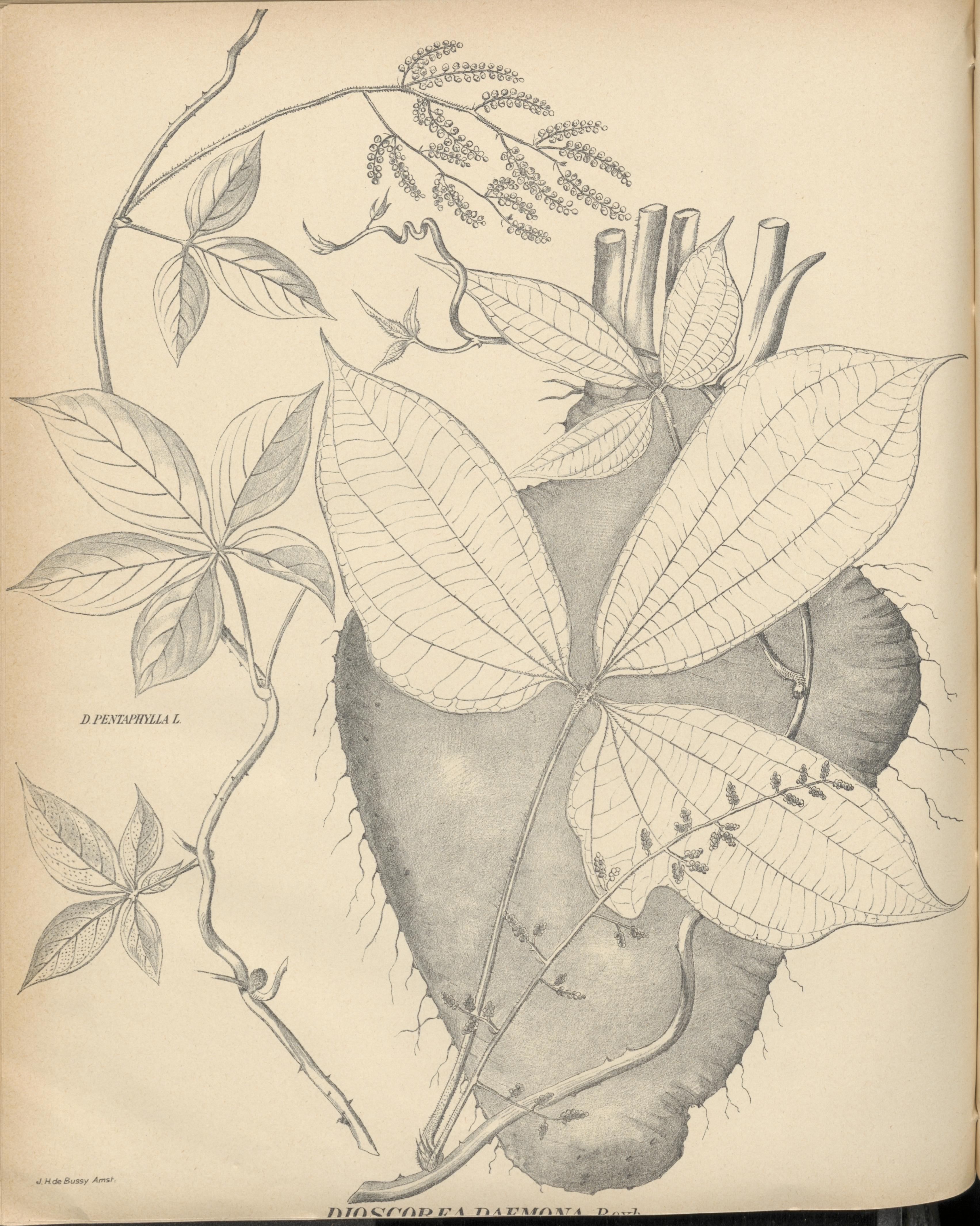 no full size  illustration available (3a)