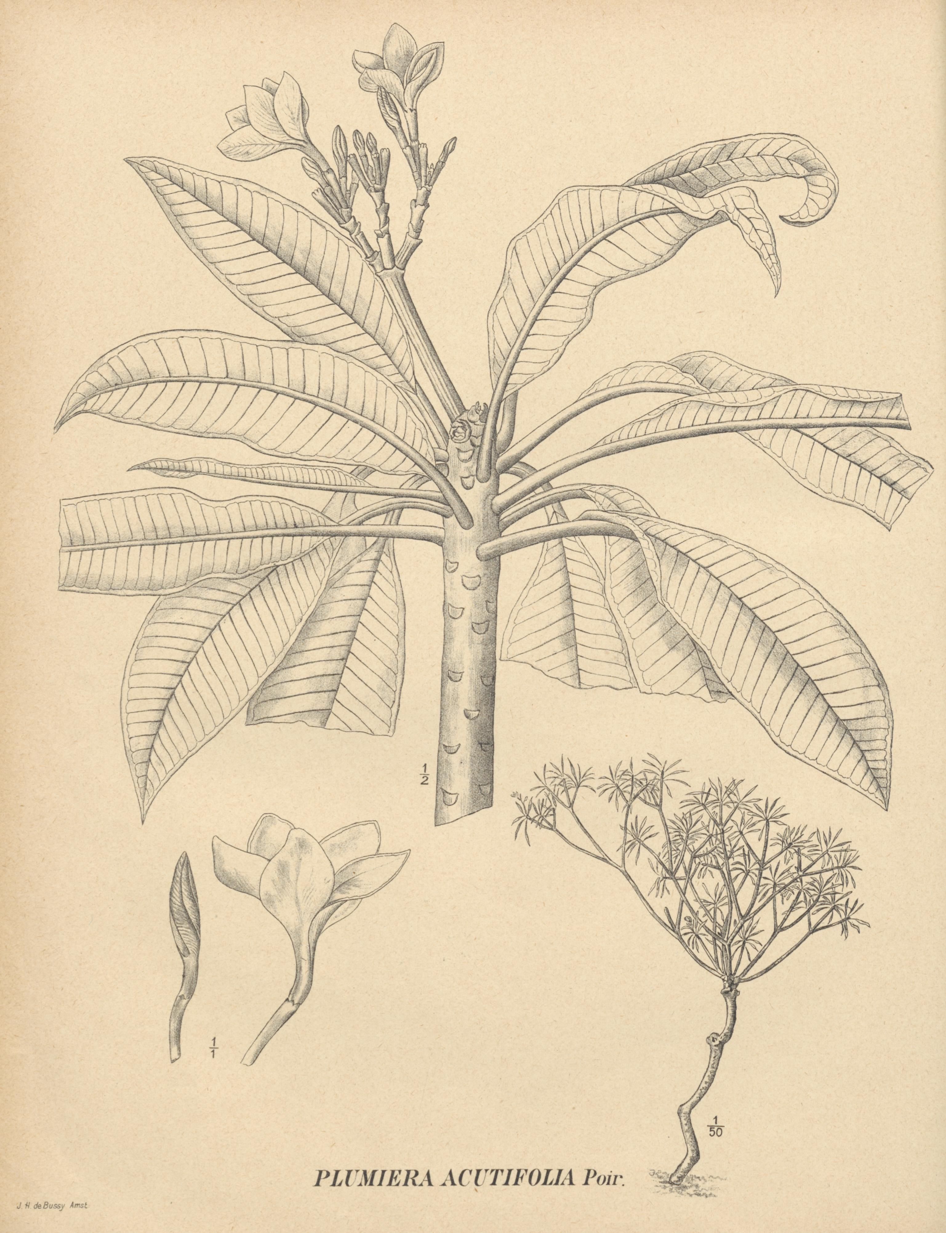 no full size  illustration available (3a)